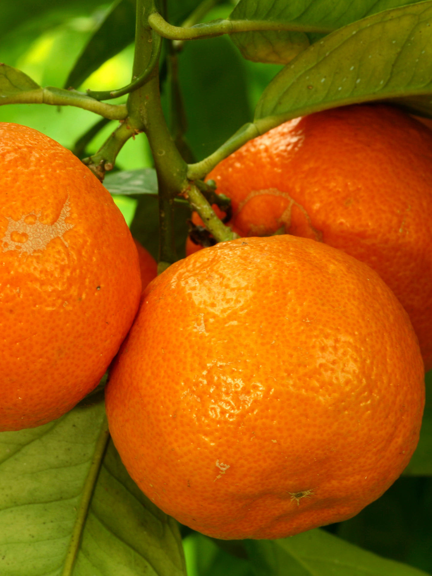 Eau de Cologne Splash Orange Amère ASTIER DE VILATTE