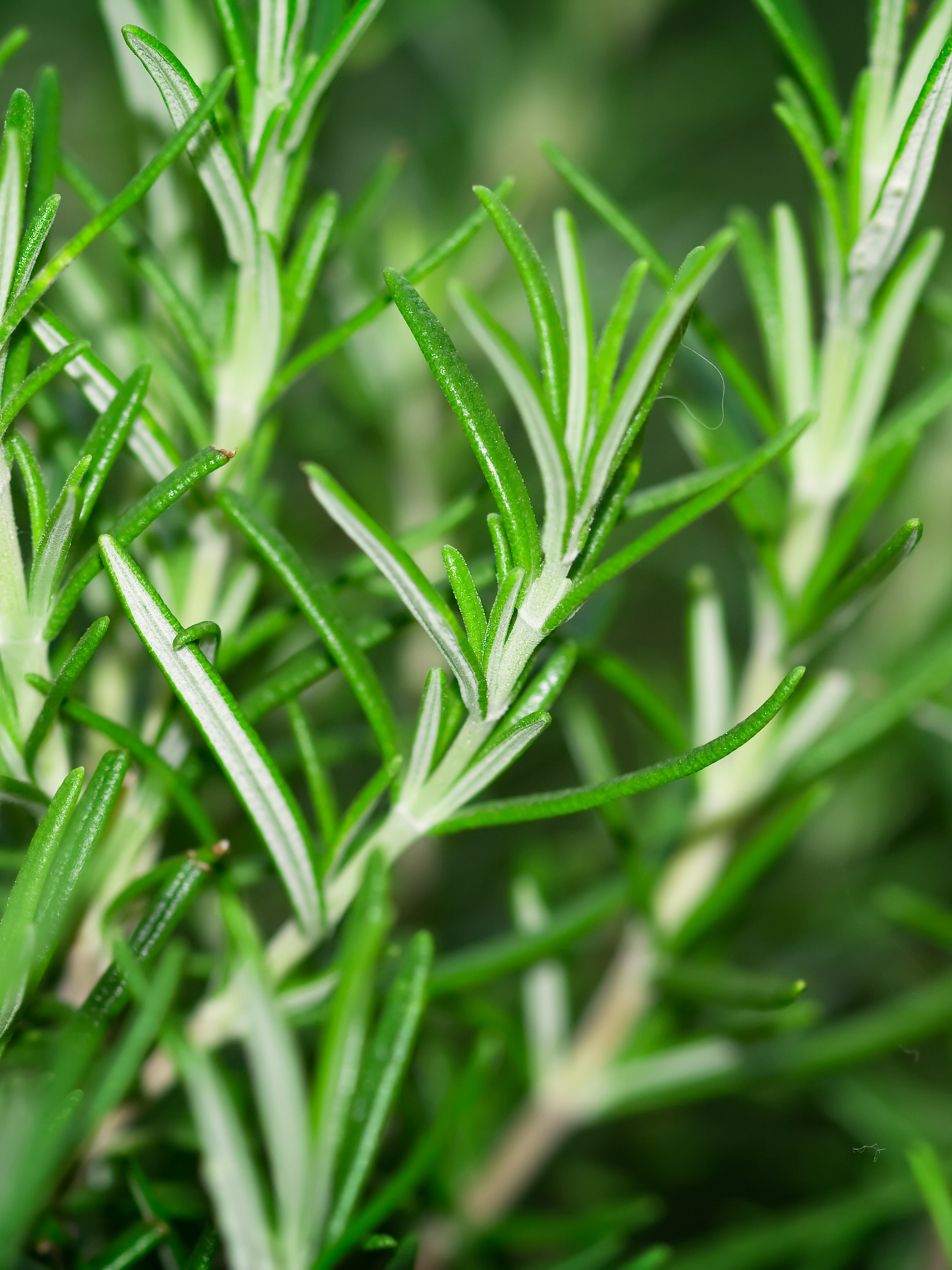 Savon solide Silvae CARRIÈRE FRÈRES