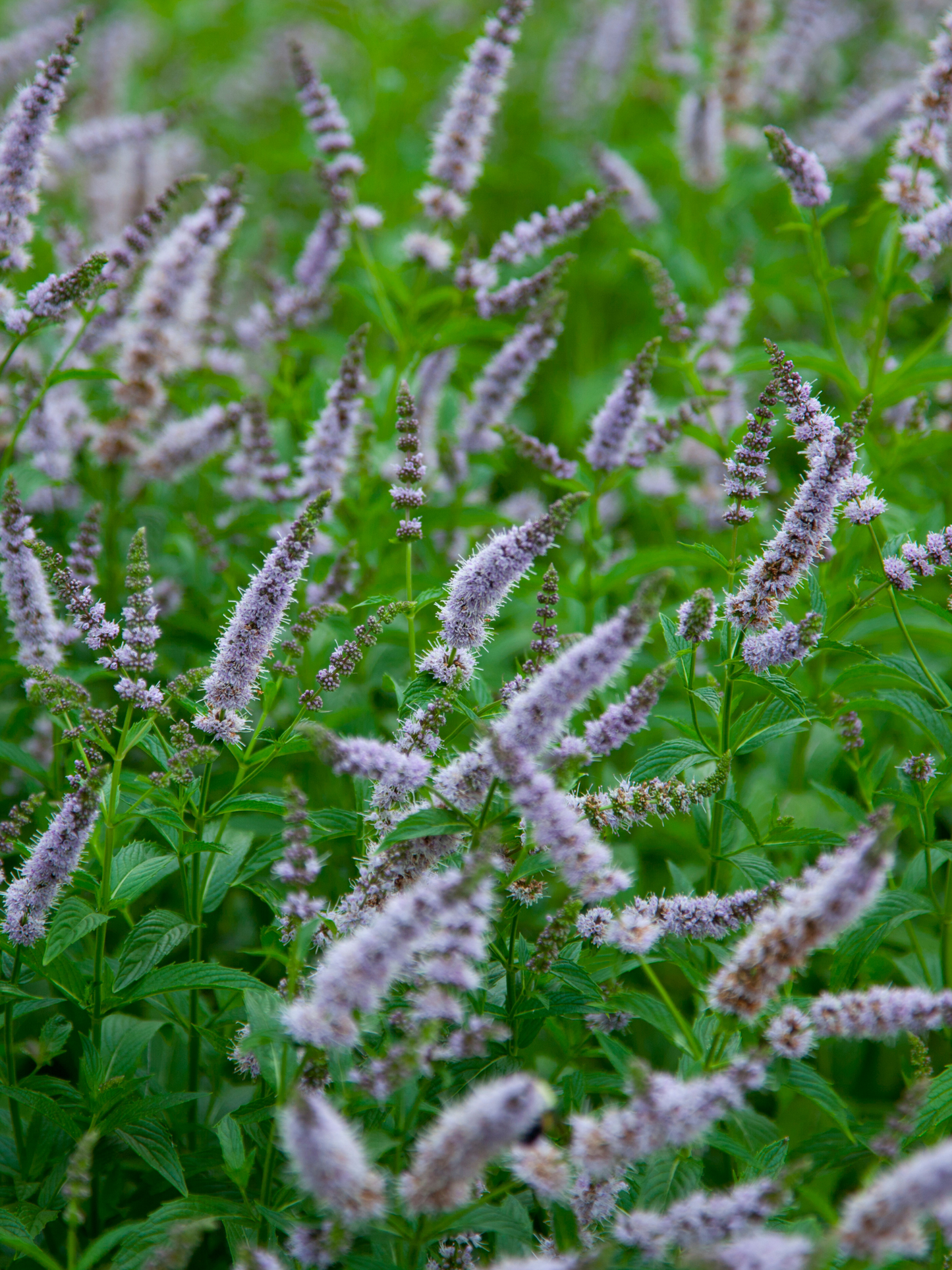Bougie Menthe CARRIÈRE FRÈRES