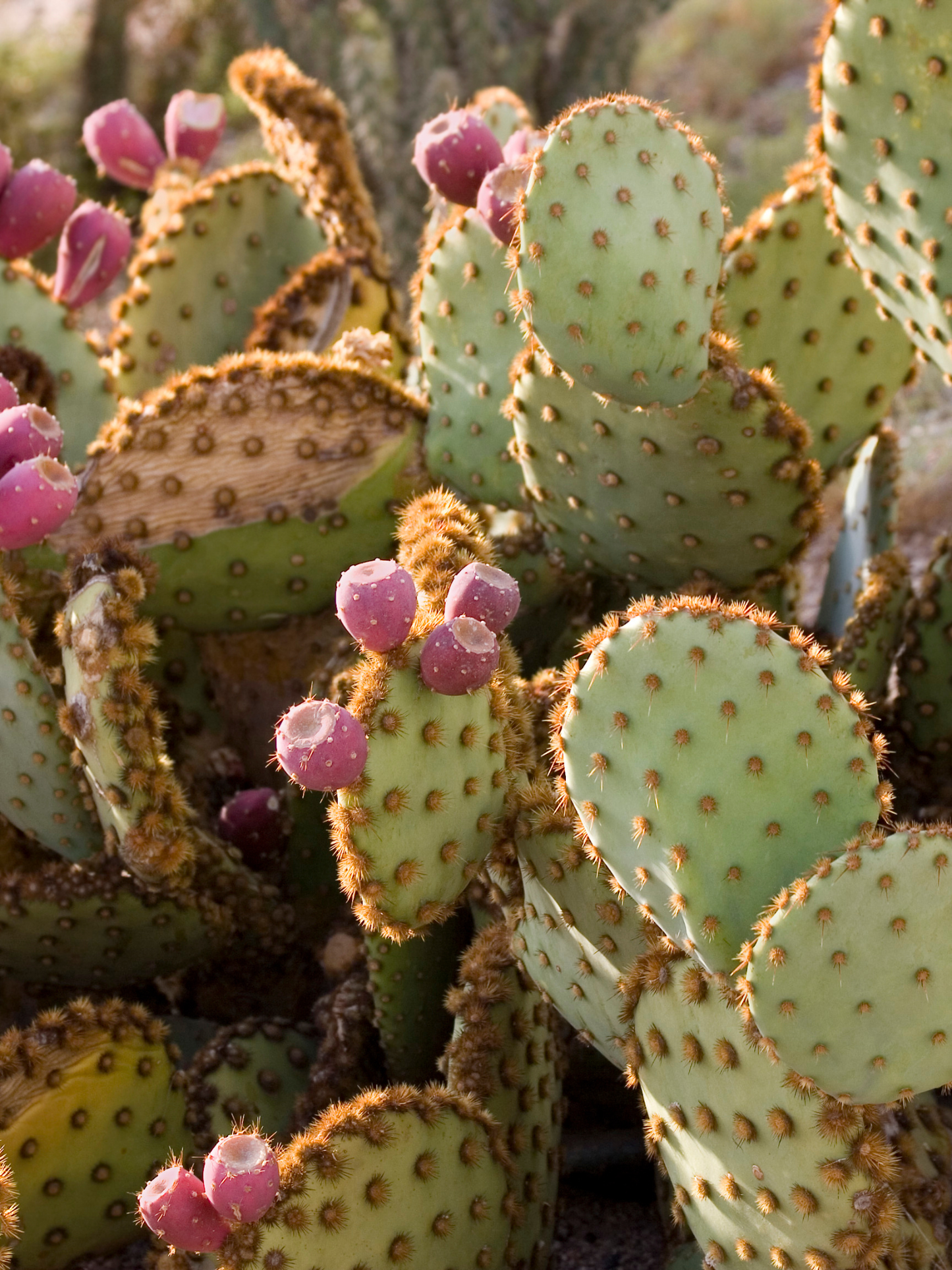 Contour précieux Figue de Barbarie ODEN