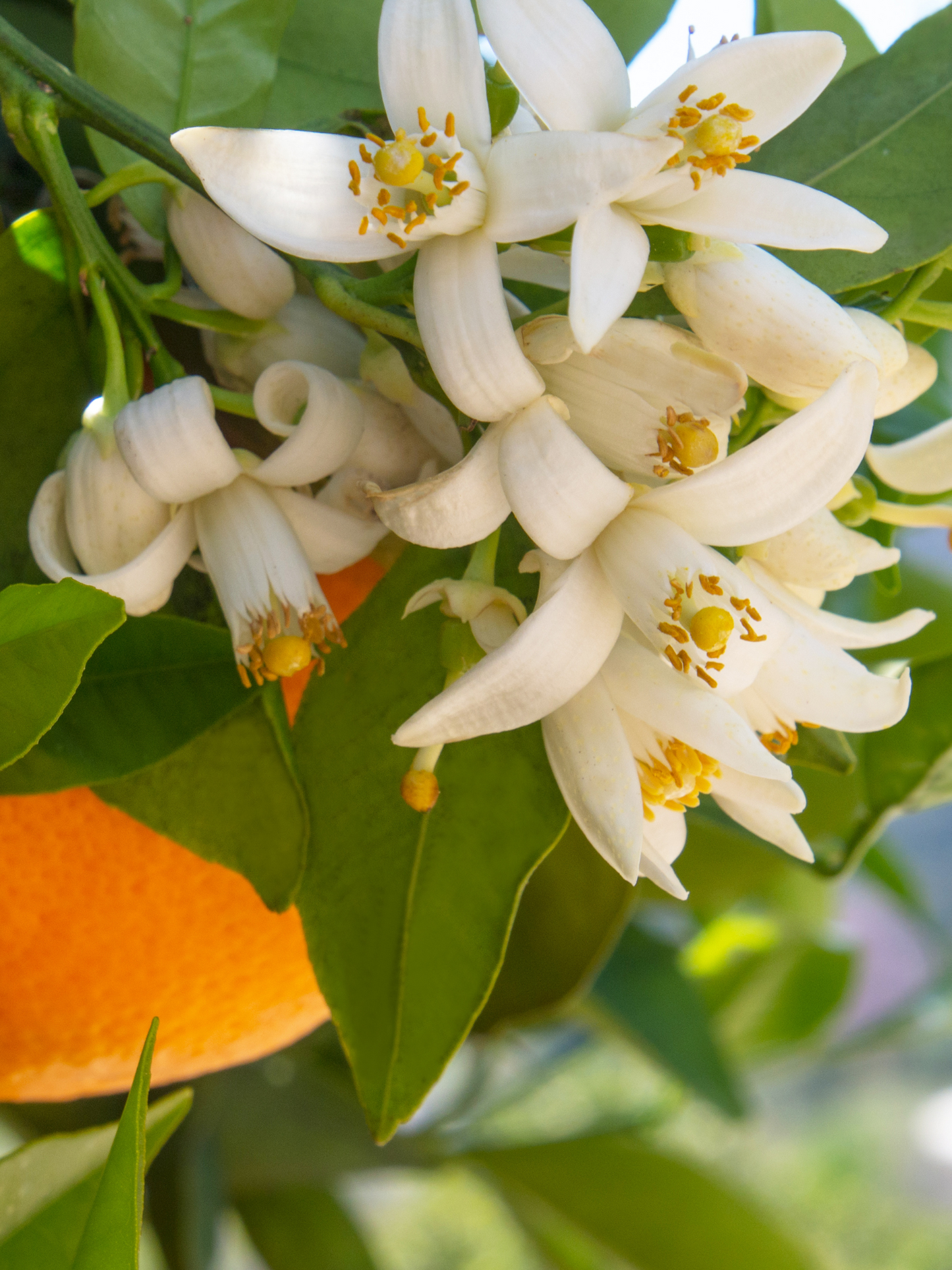 Diffuseur Fleur d'Oranger CARRIÈRE FRÈRES