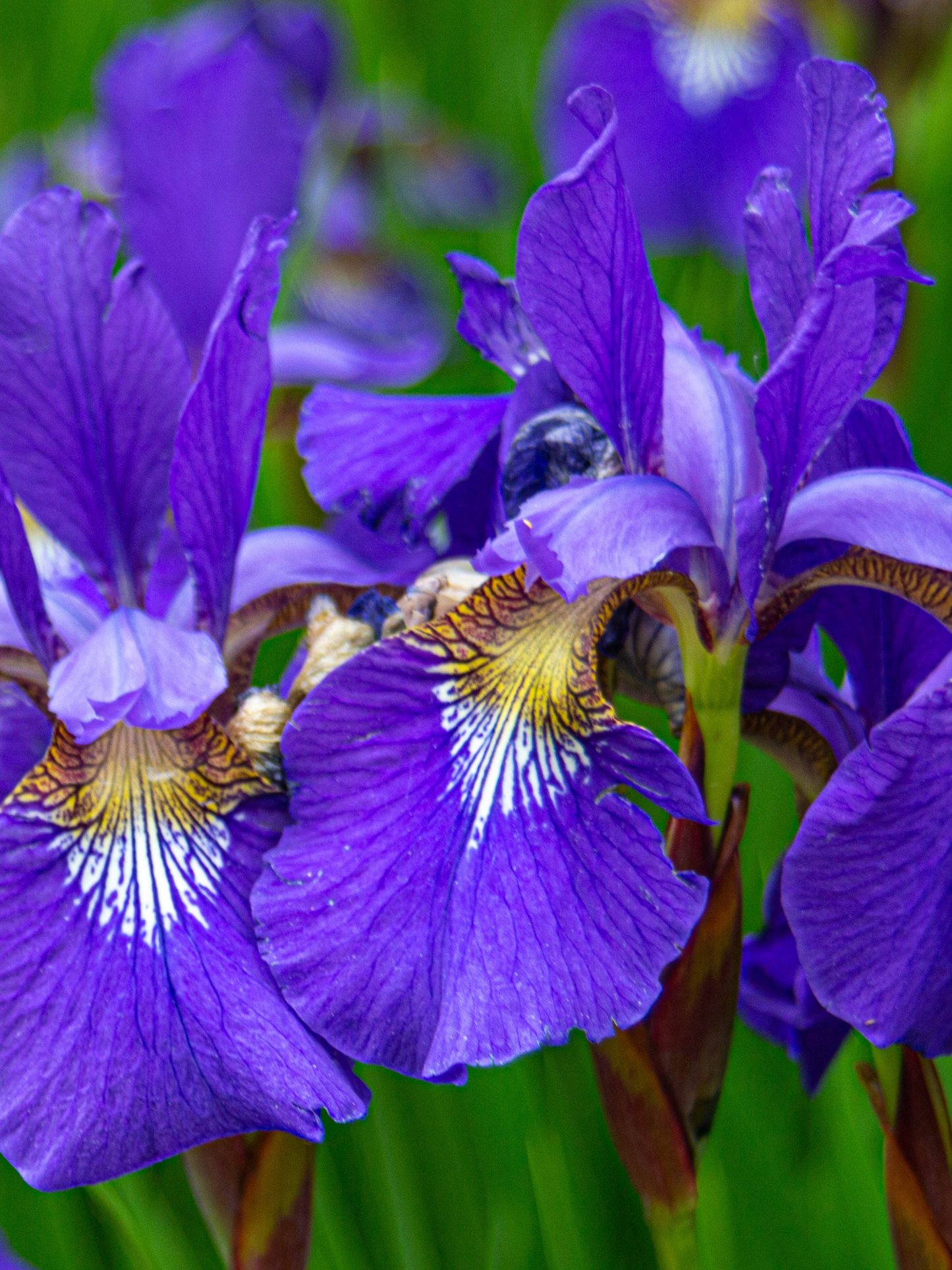Eau de parfum 302 LE BON PARFUMEUR