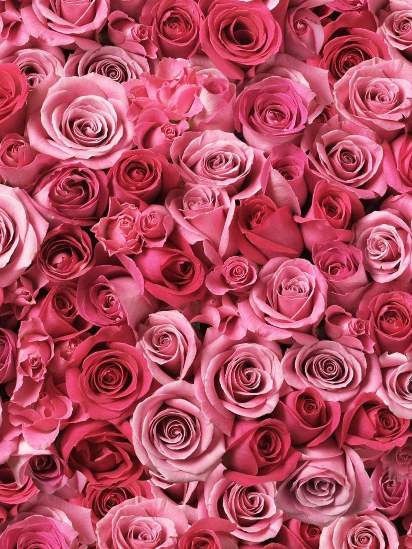 Absolu de parfum Rose of No Man’s Land BYREDO