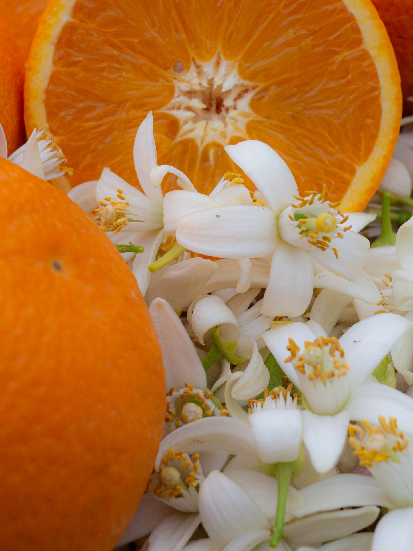 Bougie Fleur d'oranger CARRIÈRE FRÈRES