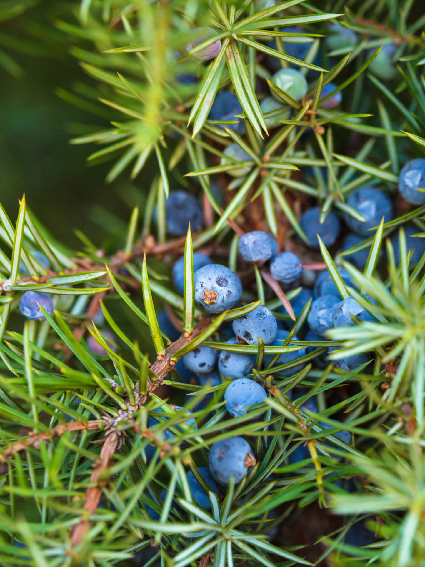Eau de parfum French Lover FRÉDÉRIC MALLE