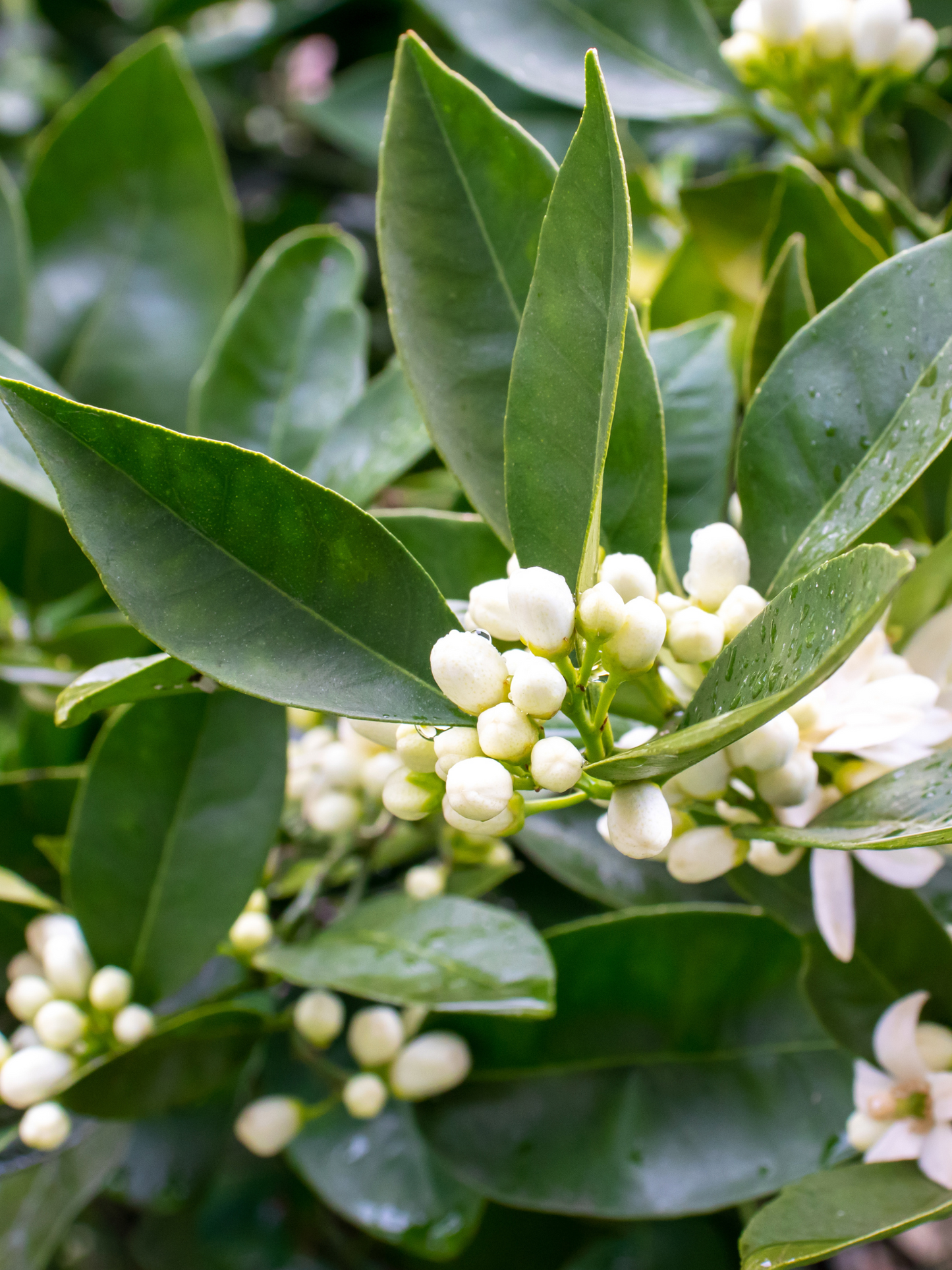 Eau de parfum Petit grain KERZON