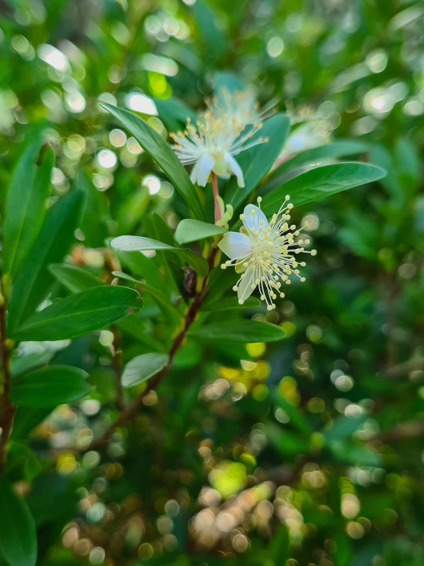 Crème pour les Mains et le Corps Mirto di Panarea ACQUA DI PARMA