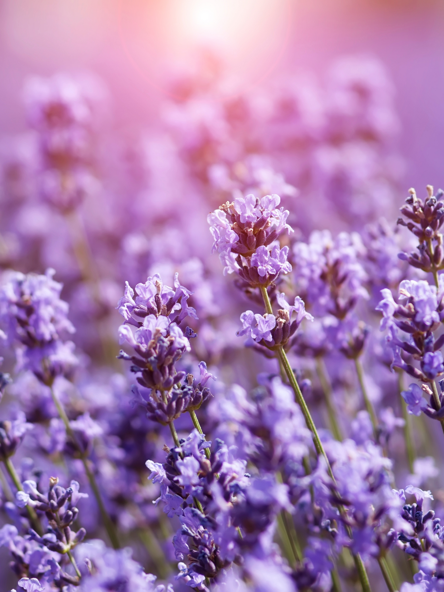 Lotion mains Buongiorno ACQUA DI PARMA