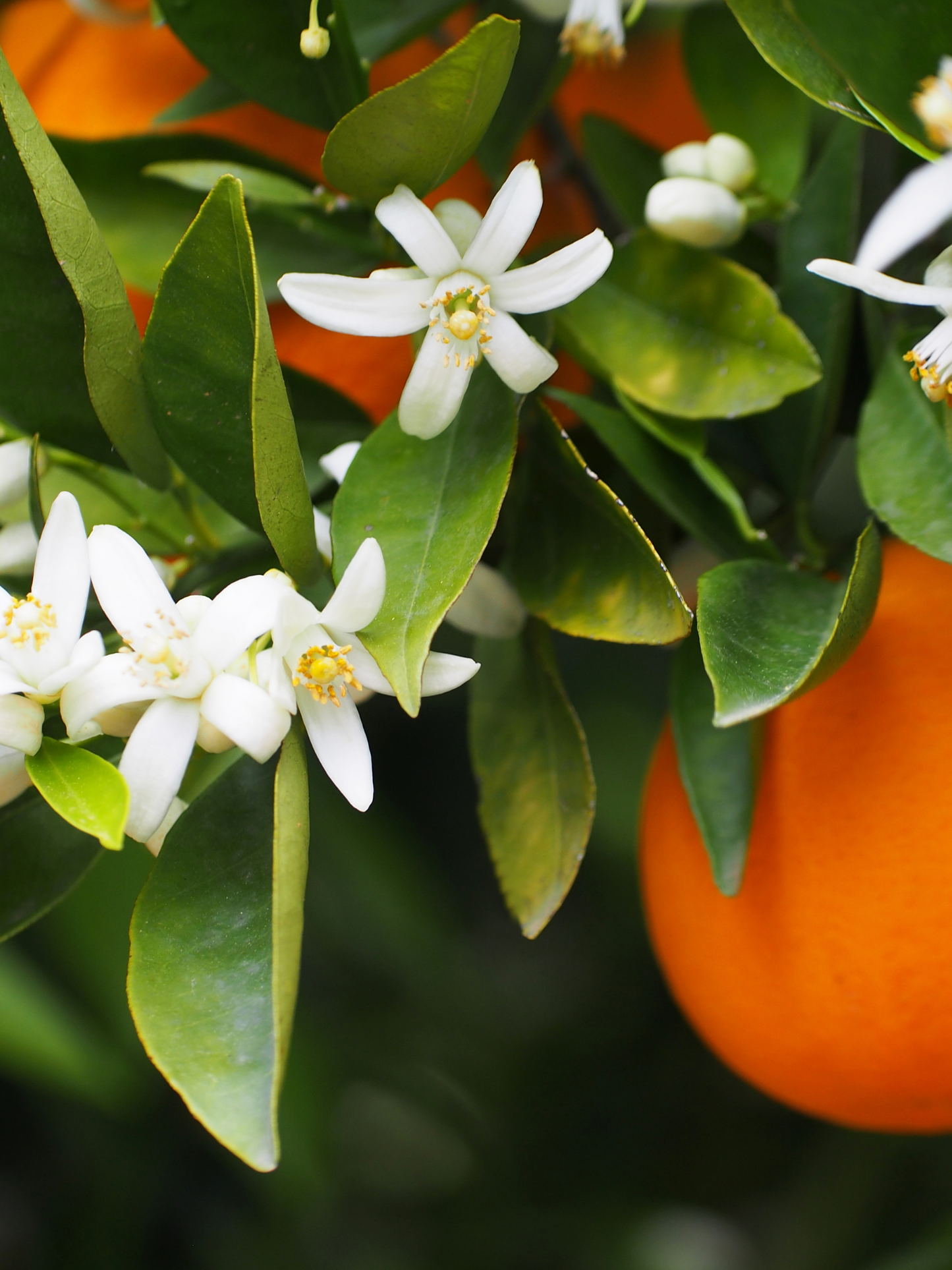 Eau de parfum 001 LE BON PARFUMEUR