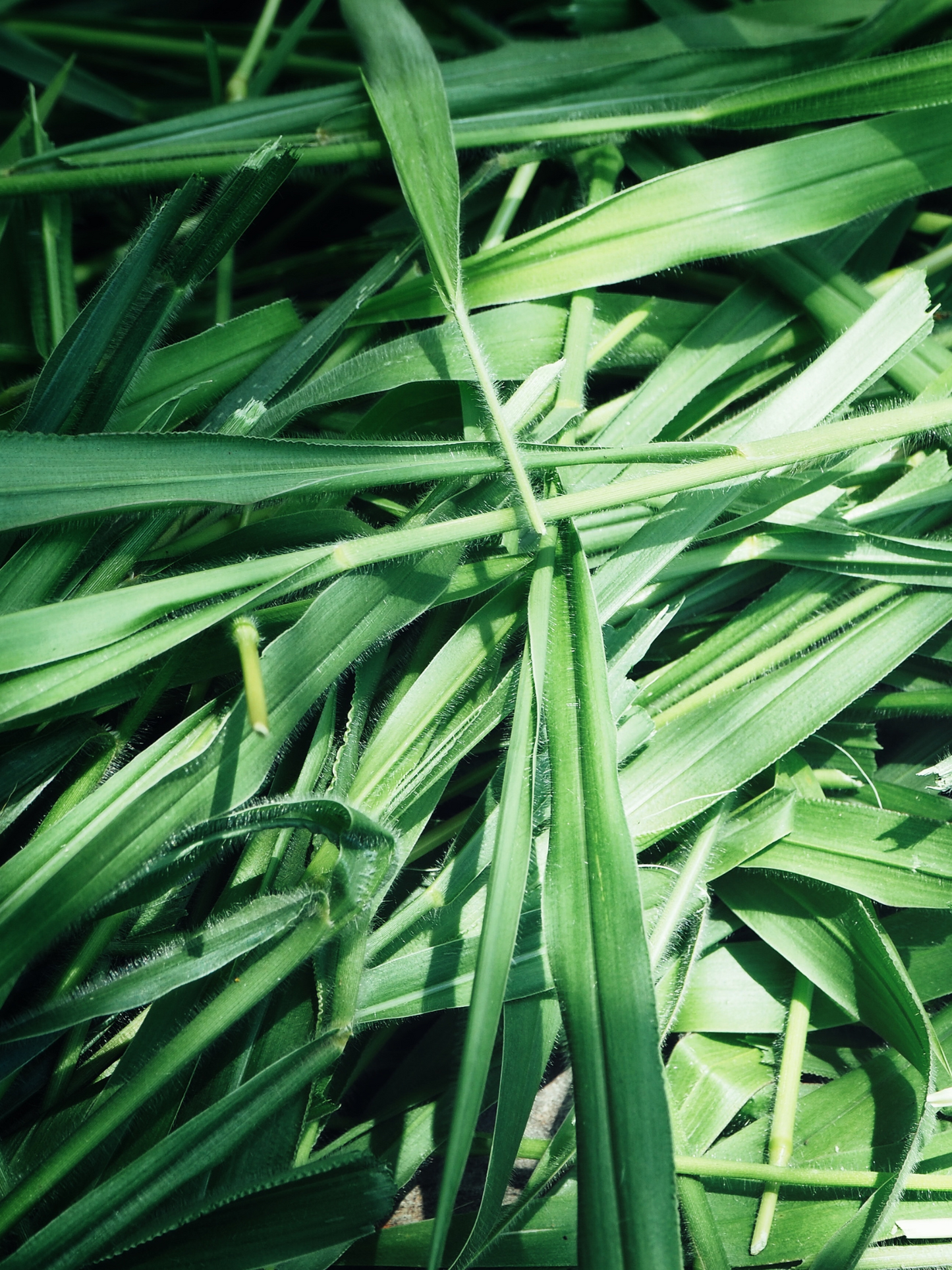 Eau de parfum 601 LE BON PARFUMEUR