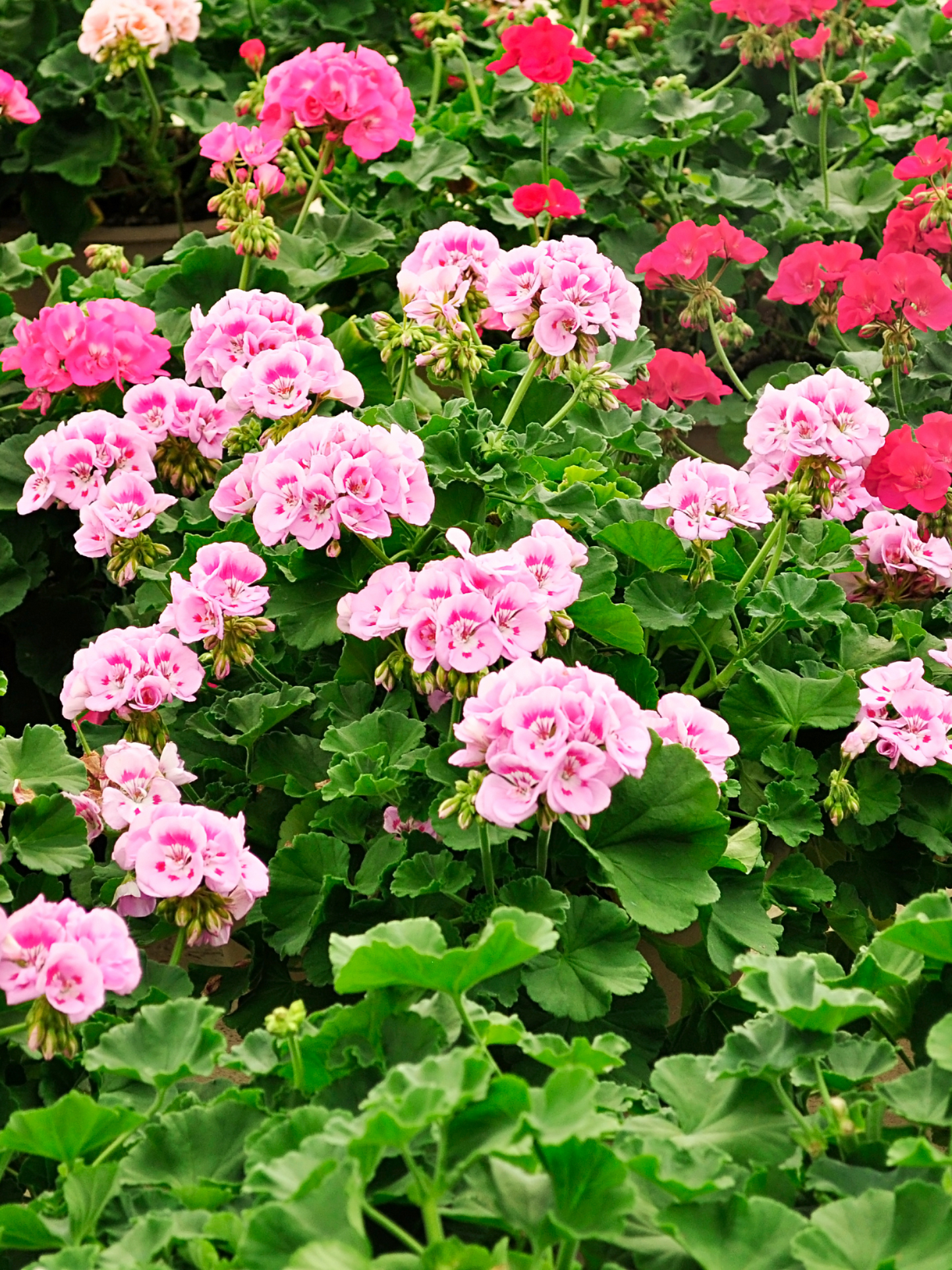 Eau de toilette Replica From The Garden MAISON MARGIELA