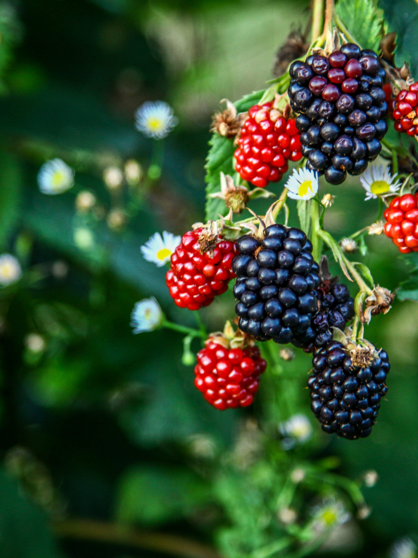 Eau de parfum 203 LE BON PARFUMEUR