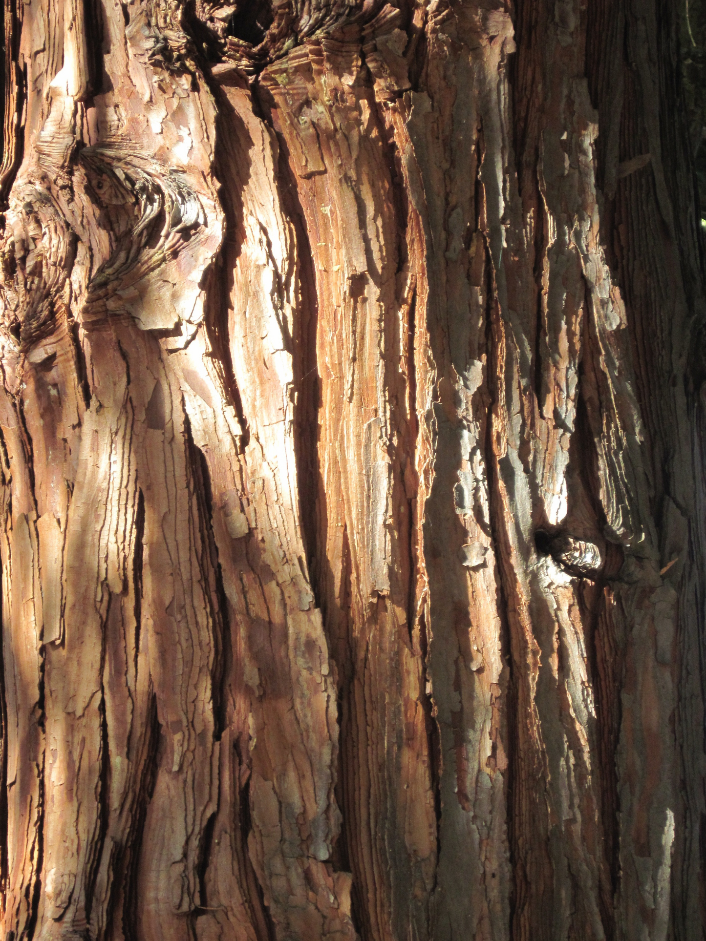 Soin nettoyant Éléos AESOP