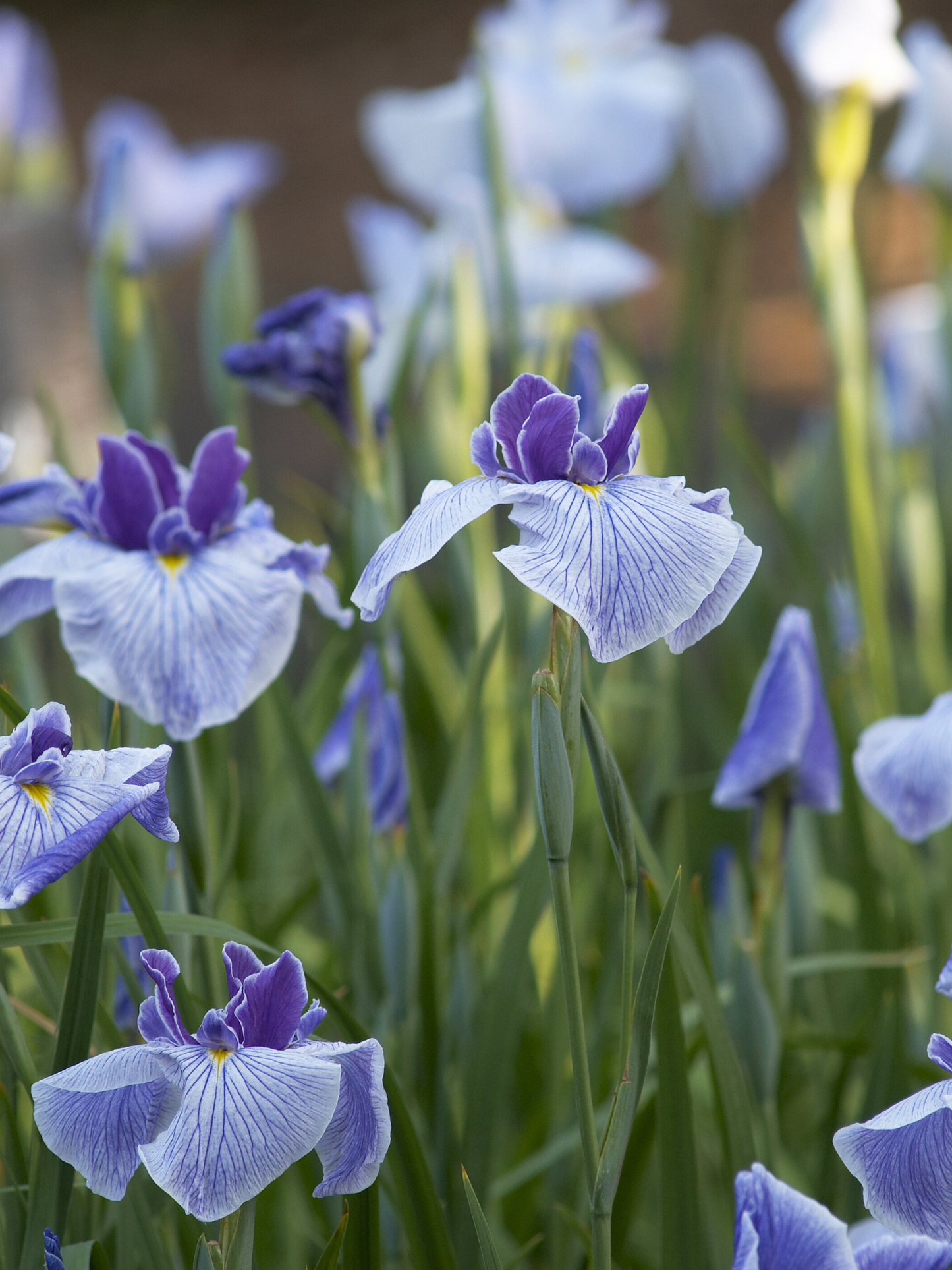 Eau de parfum Velvet iris ESSENTIAL PARFUMS