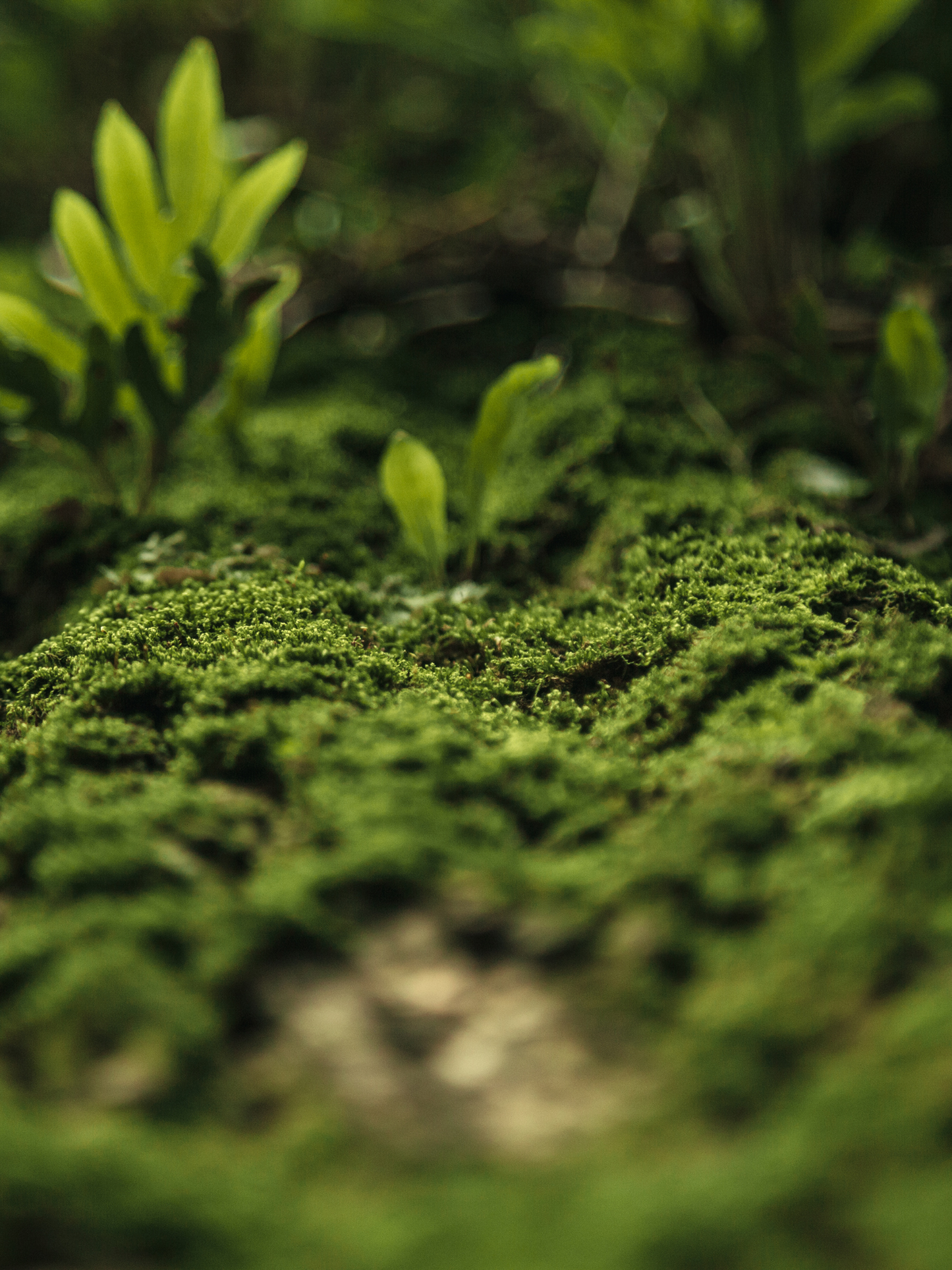 Eau de toilette Replica Autumn Vibes MAISON MARGIELA