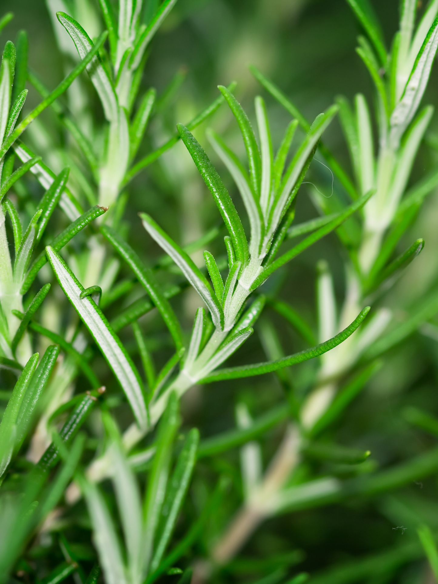 Eau de parfum Colonia il profumo ACQUA DI PARMA