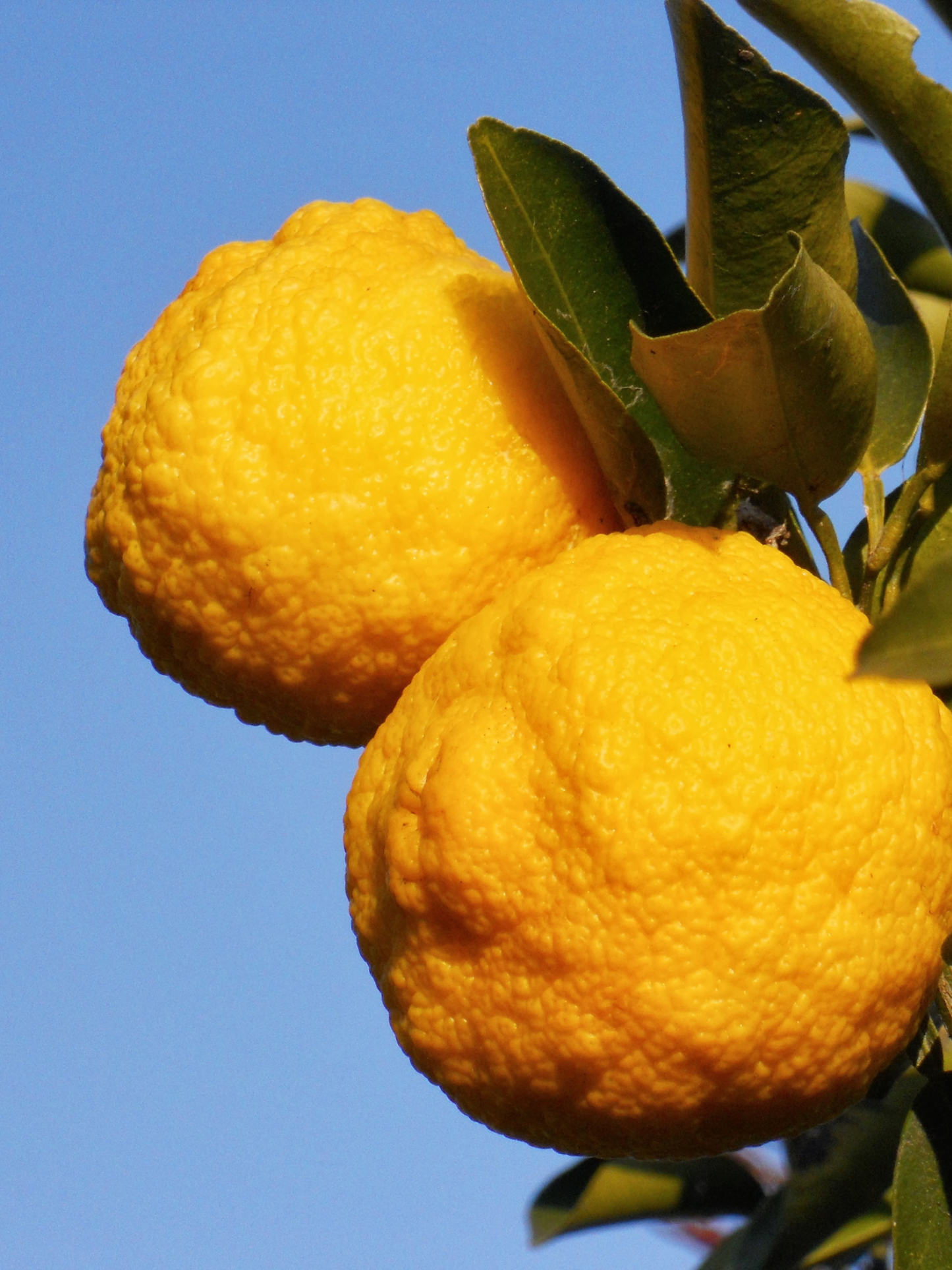 Eau de parfum Yuzu ACQUA DI PARMA