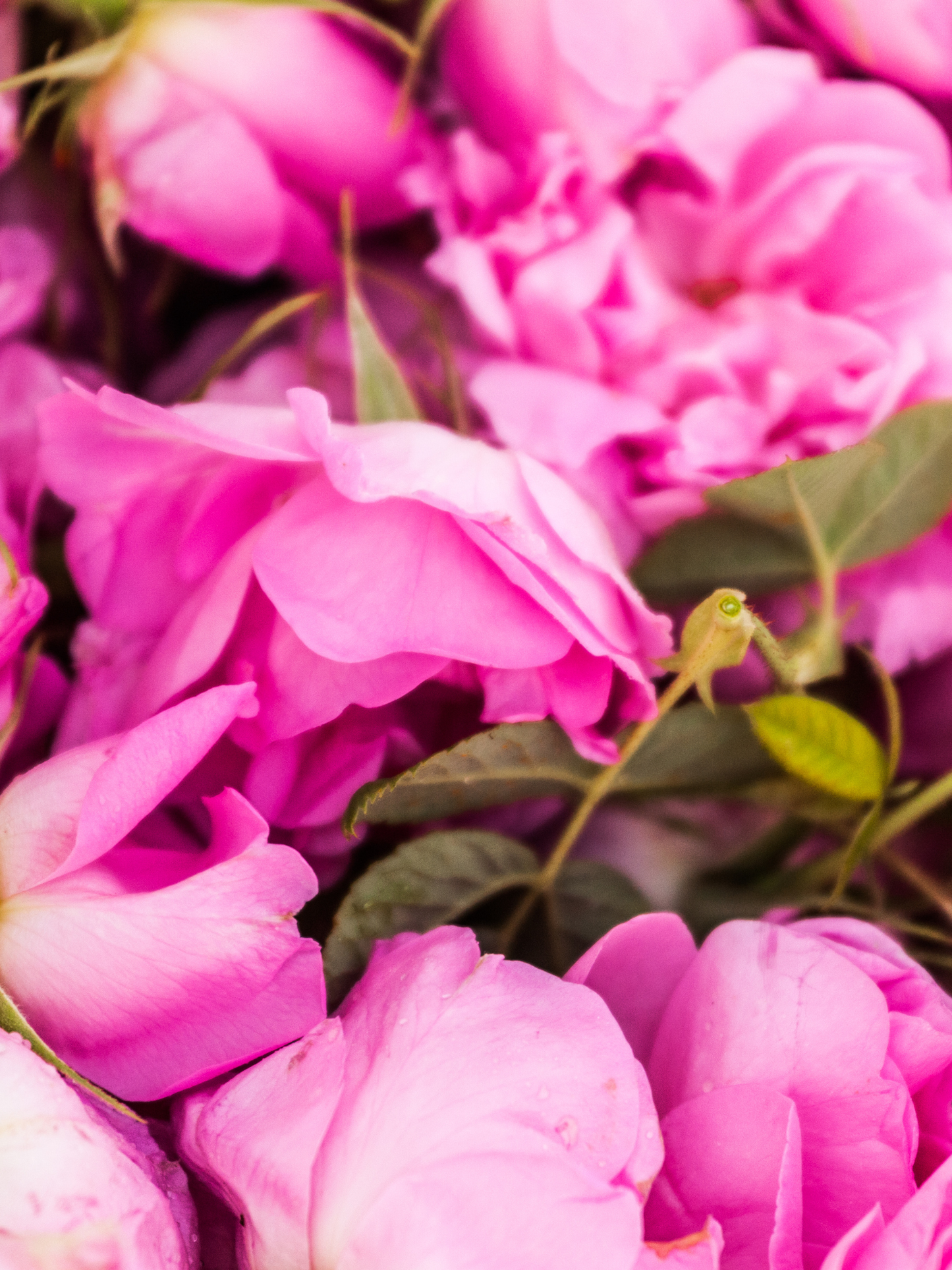 Palet botanique parfumé CARRIÈRE FRÈRES