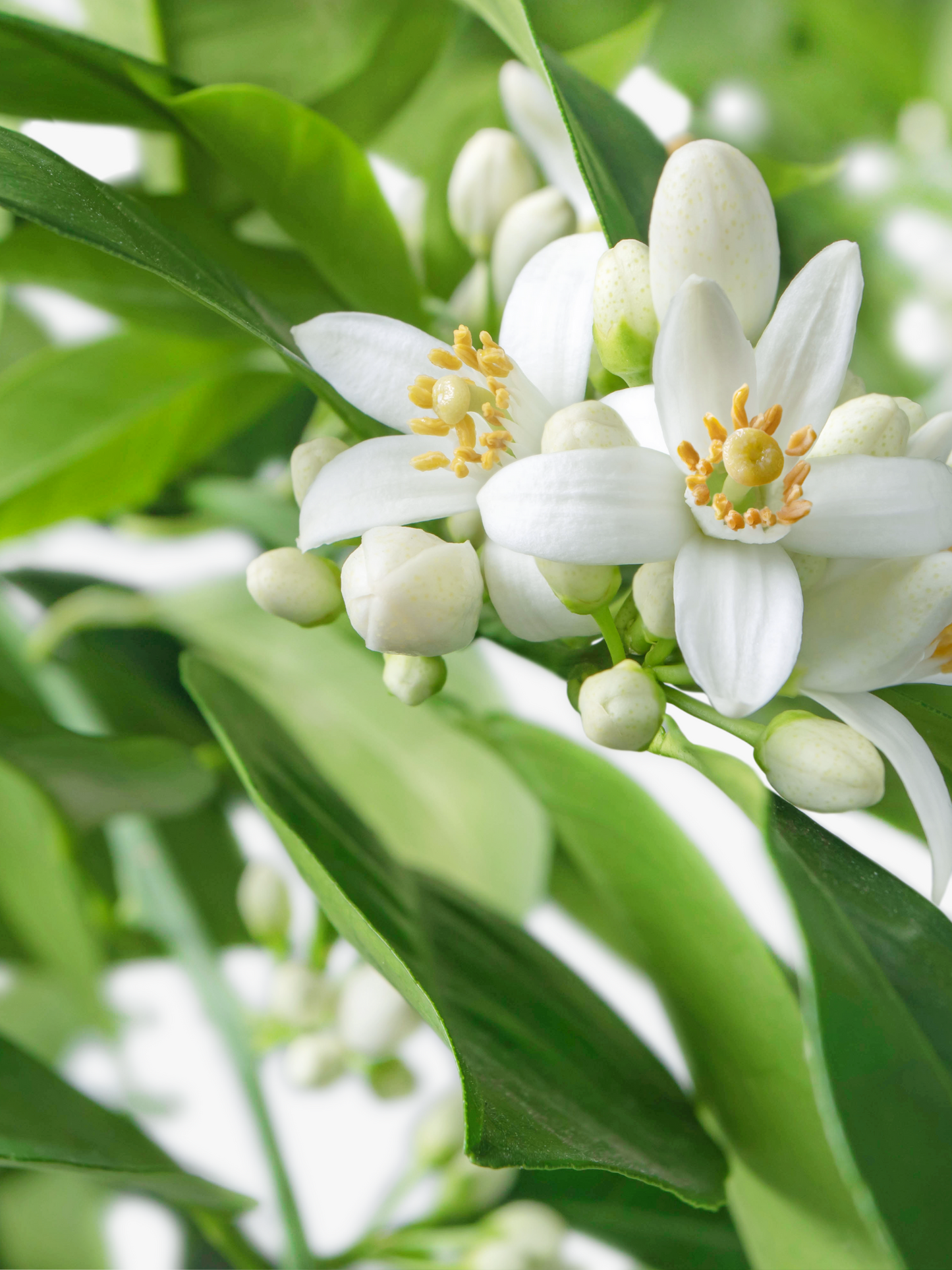 Eau de parfum 002 LE BON PARFUMEUR