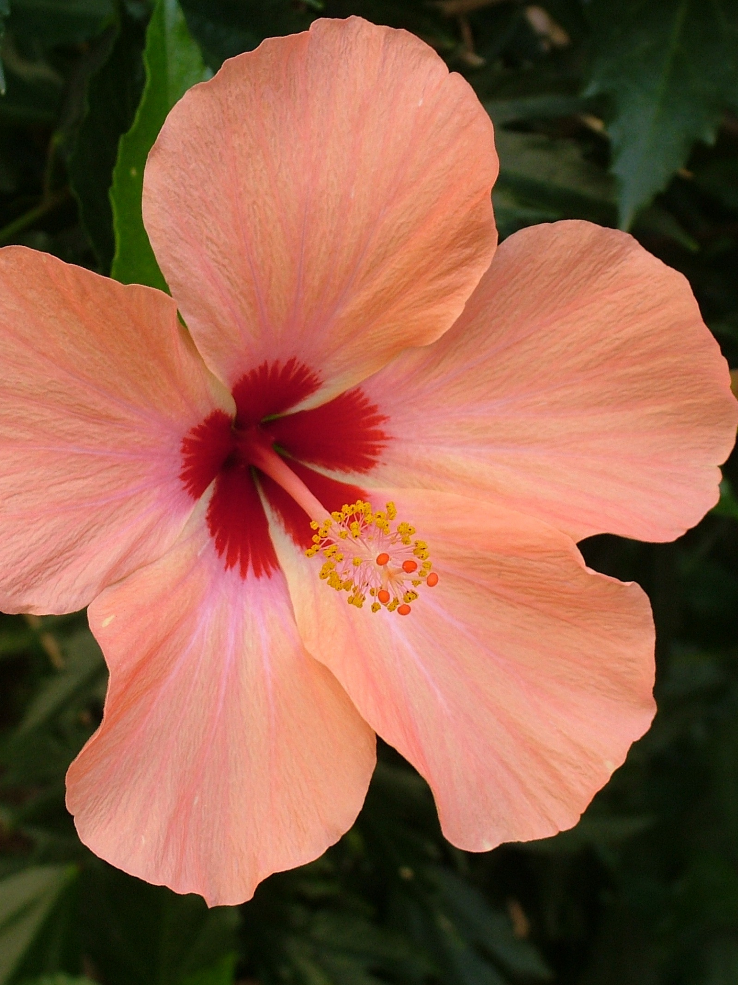 Eau de parfum 103 LE BON PARFUMEUR