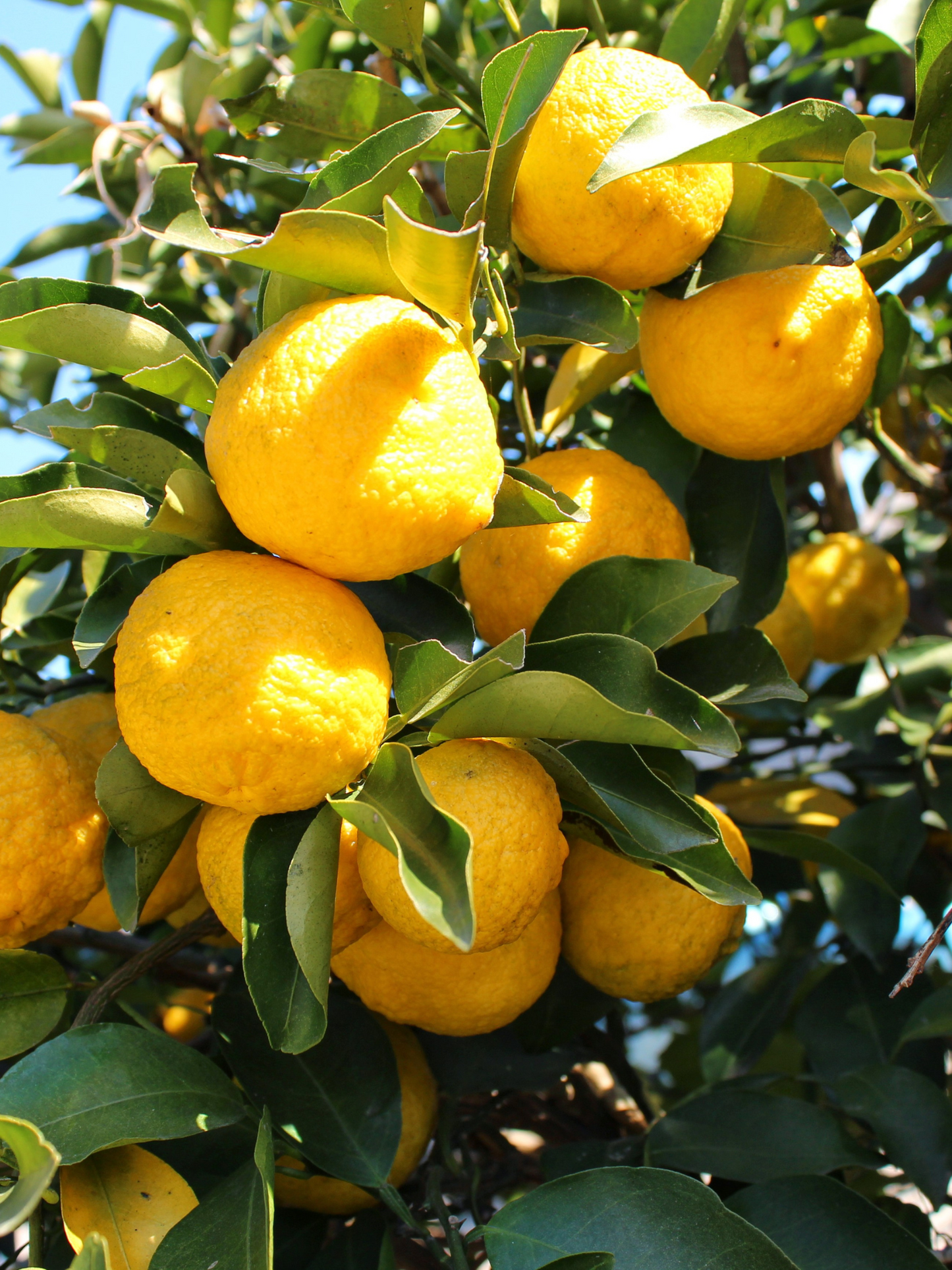 Eau de Parfum Yuzu Fou PARFUM D'EMPIRE