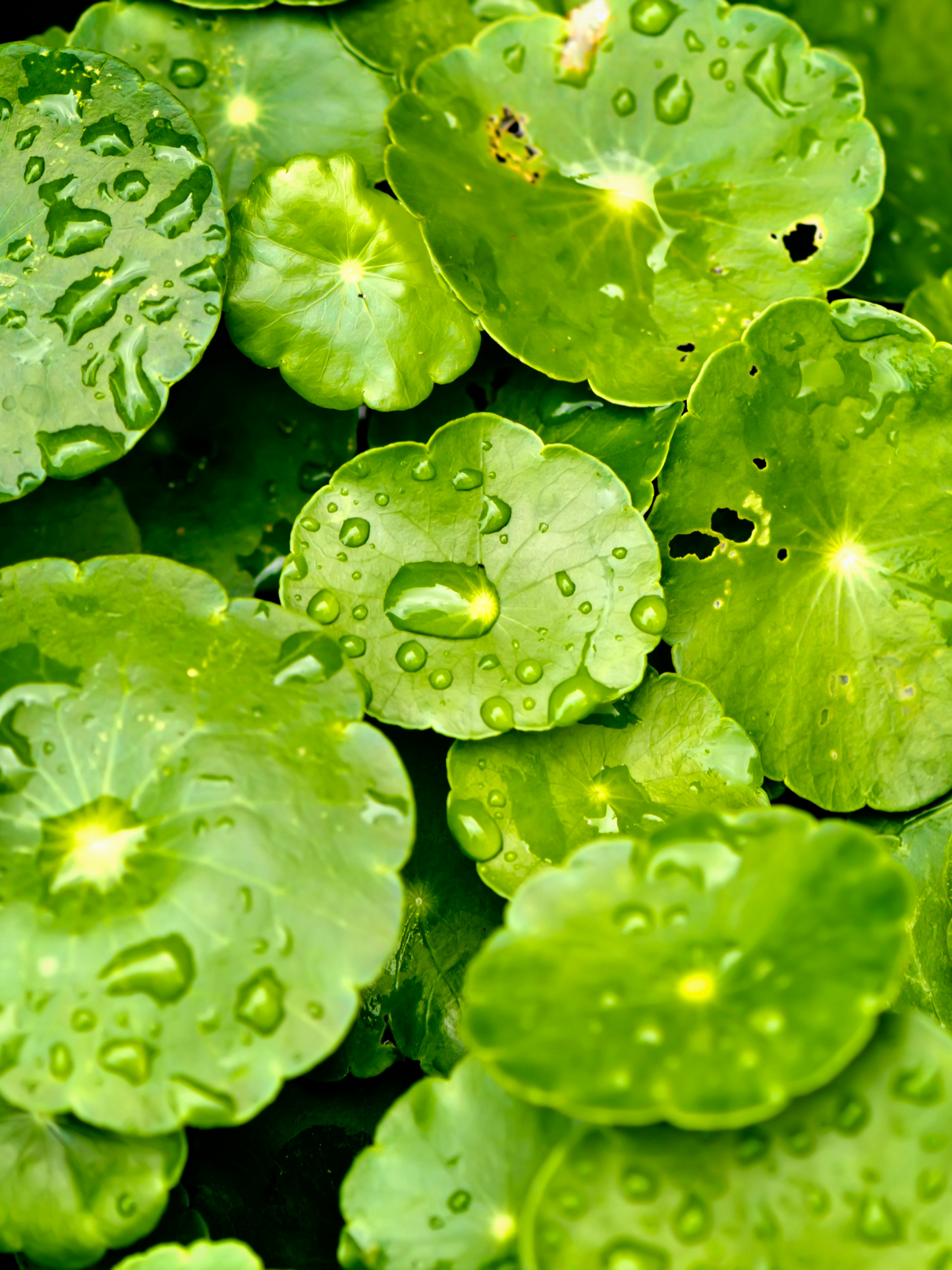 Centella Ampoule SKIN1004