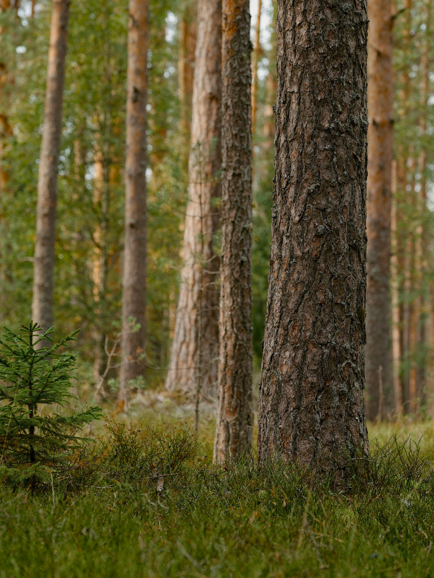 Bougie Bosco ACQUA DI PARMA