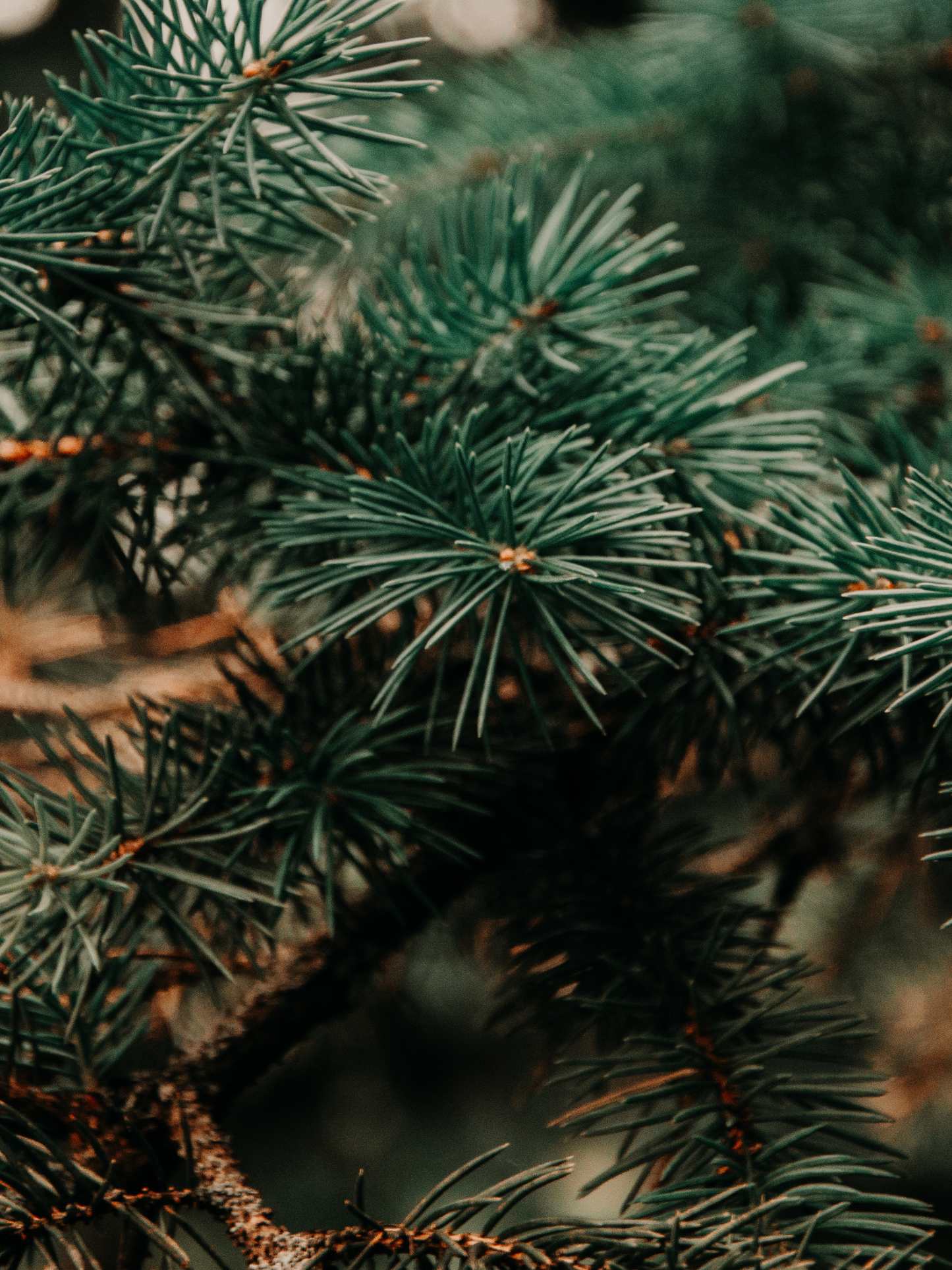 Vaporisateur d'intérieur Sapin DIPTYQUE
