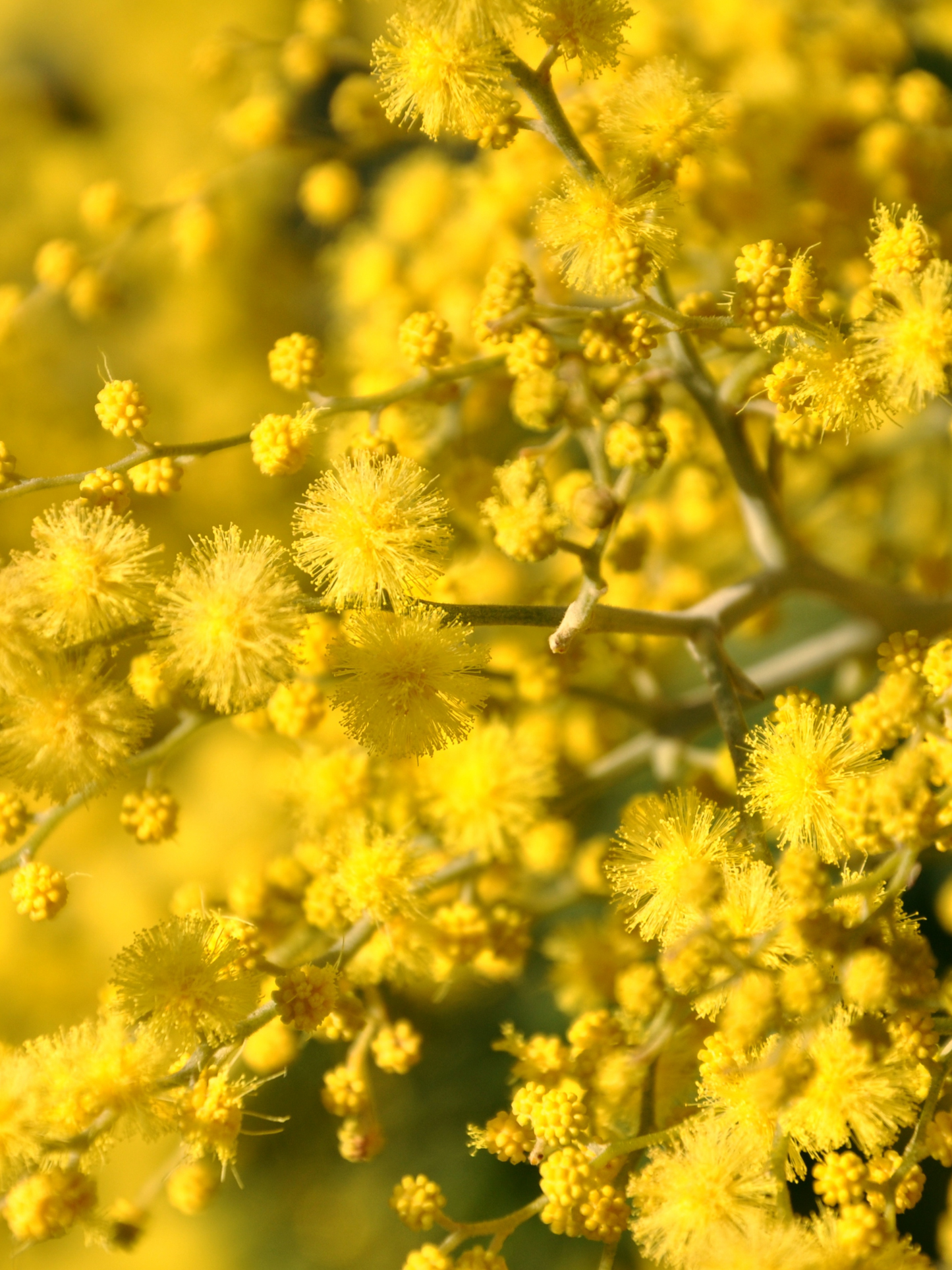 Eau de parfum 102 LE BON PARFUMEUR