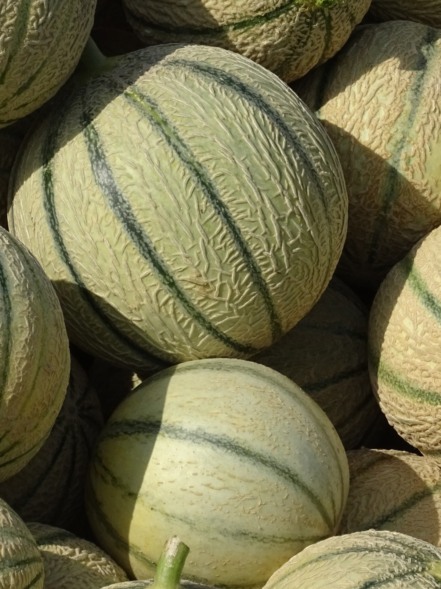 Bougie Melon CARRIÈRE FRÈRES