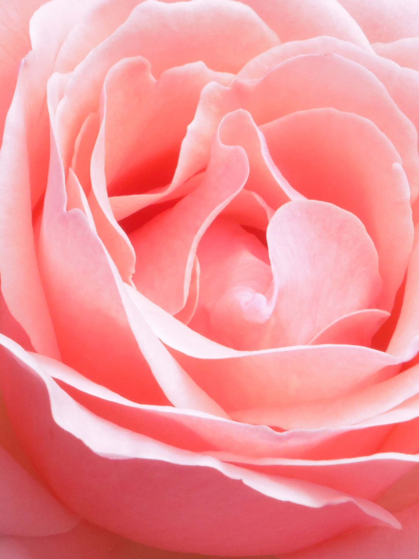 Eau de Parfum Radical Rose MATIÈRE PREMIÈRE