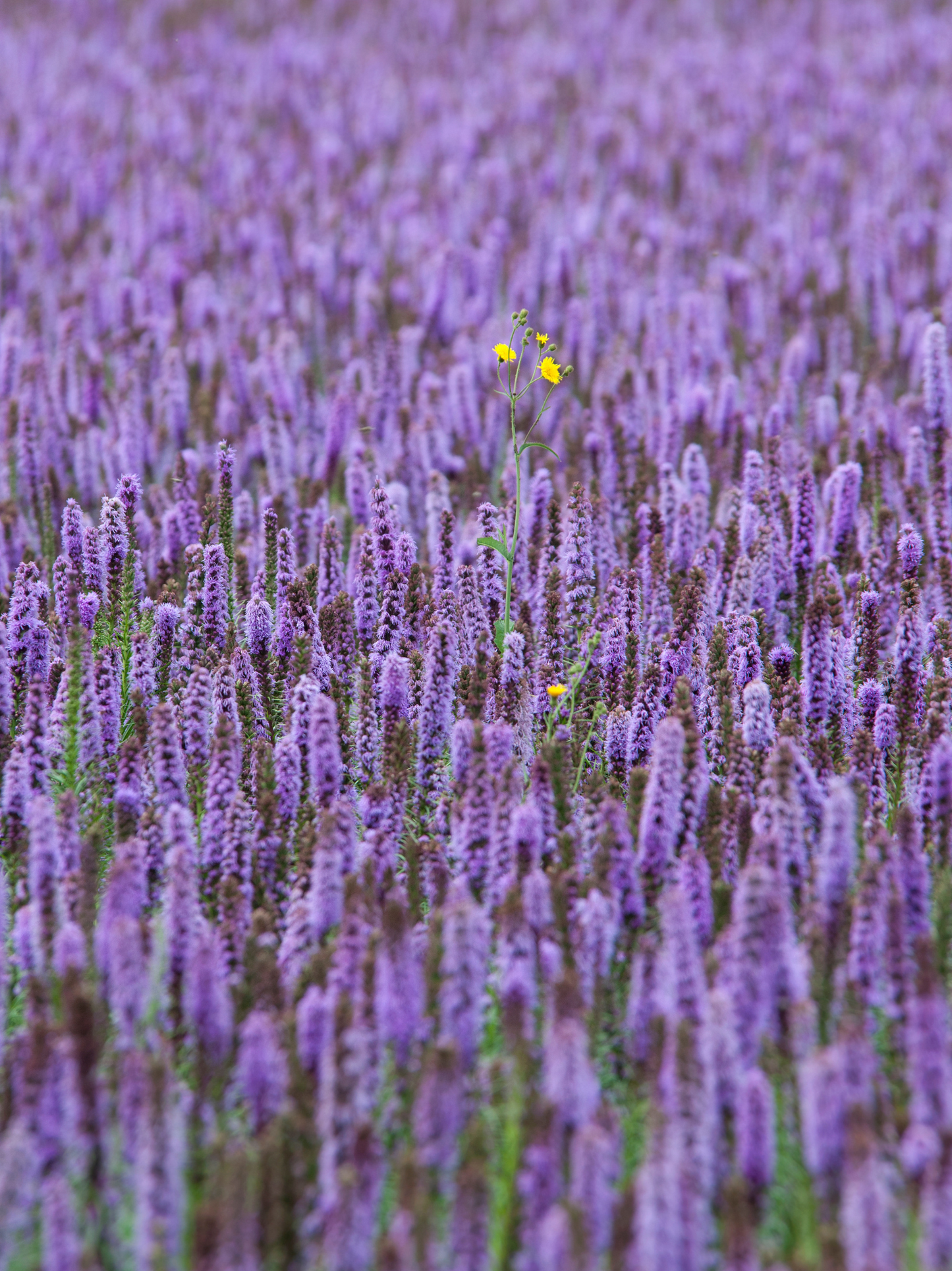 Eau de Parfum Patchouli Mania ESSENTIAL PARFUMS