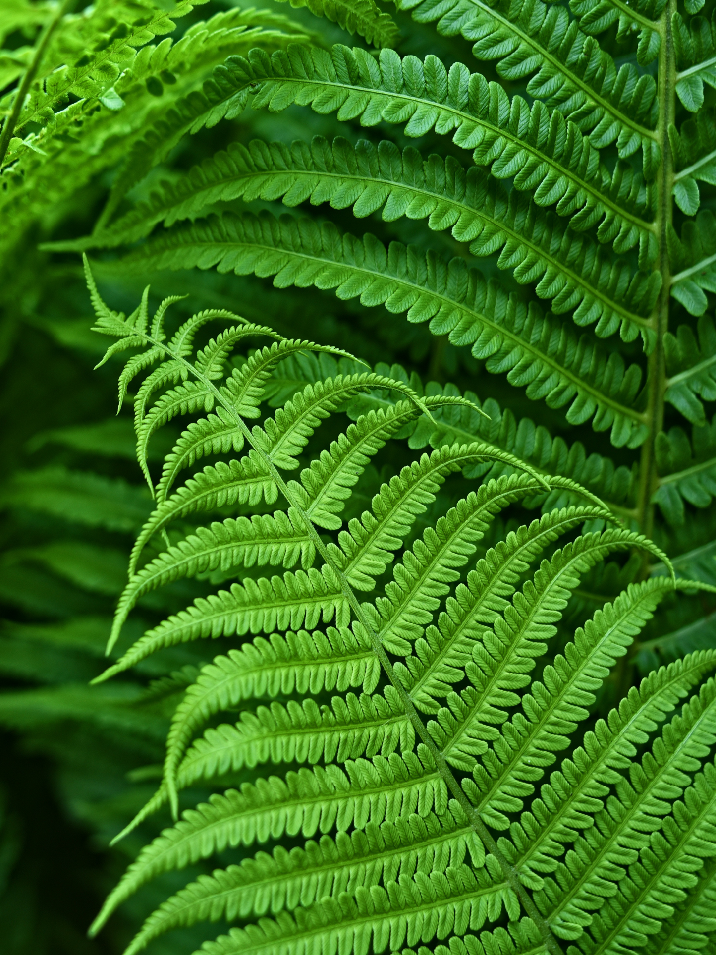 Diffuseur "Walden" JARDINS D'ÉCRIVAINS