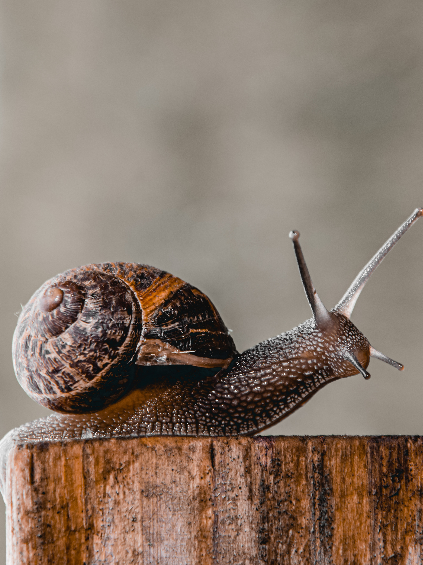 Essence tonifiante Snail 96 COSRX