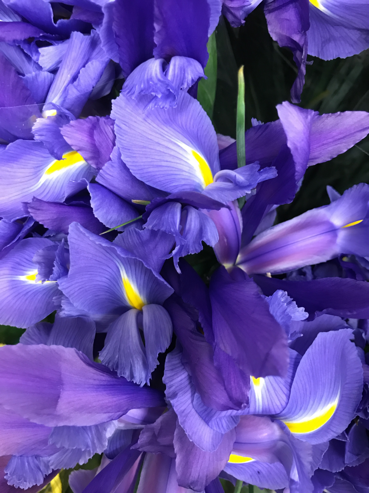 Eau de parfum Iris poudré FRÉDÉRIC MALLE