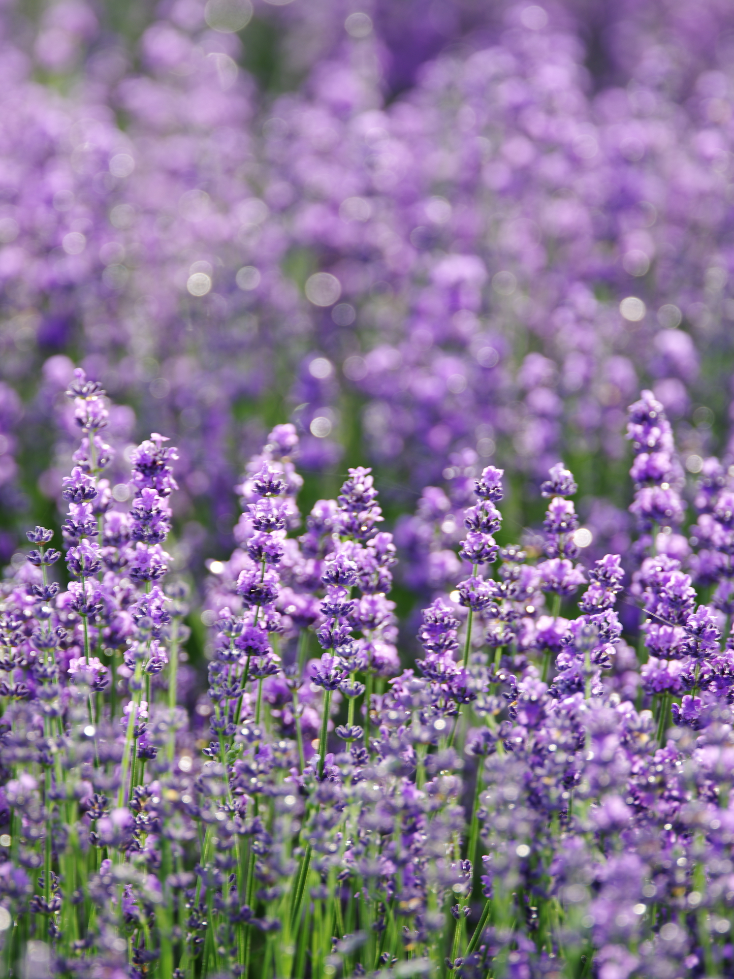 Eau de parfum 702 LE BON PARFUMEUR