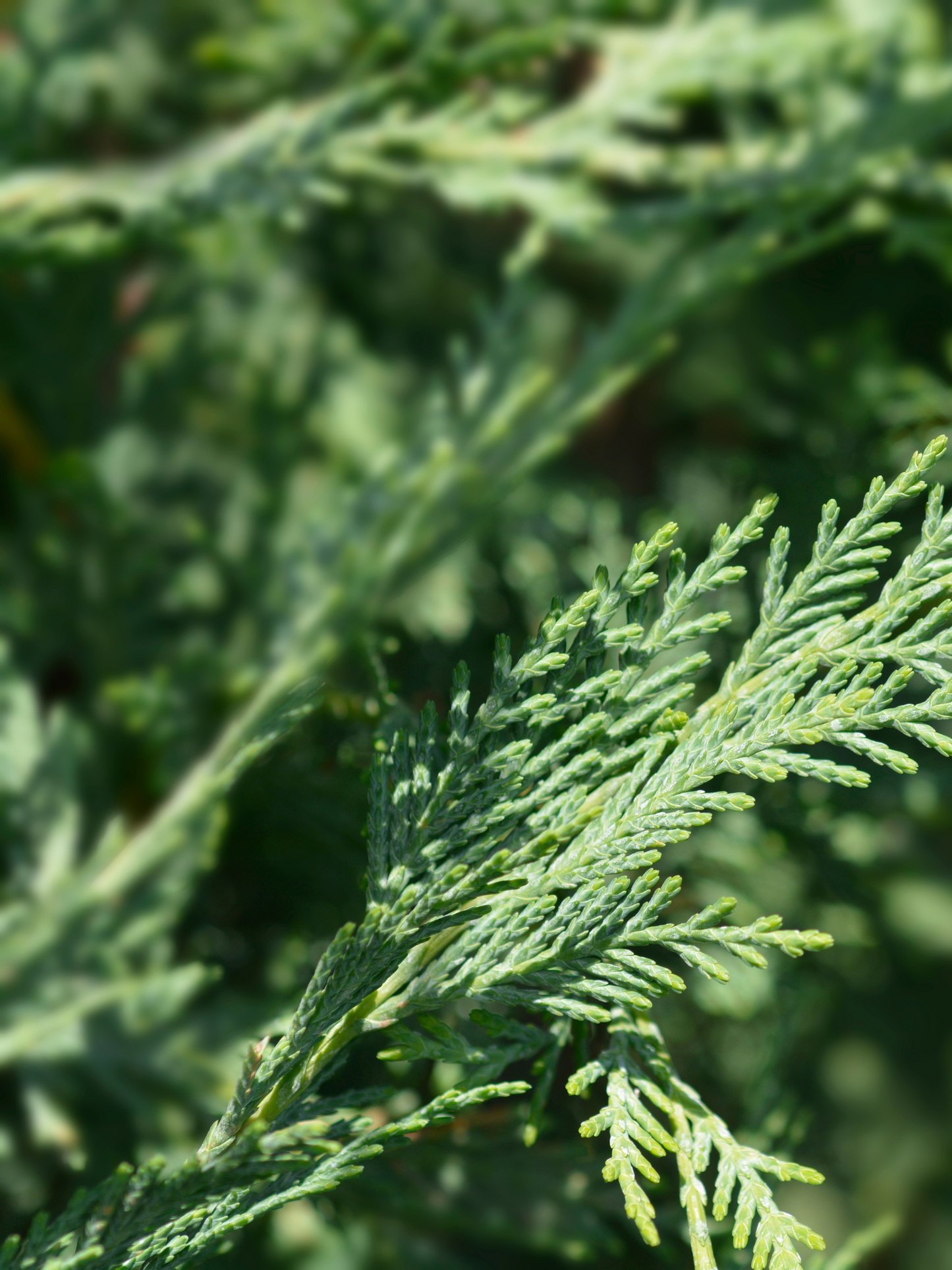 Vaporisateur Cyprès DIPTYQUE