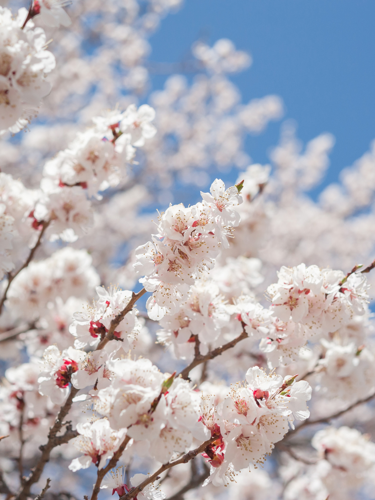 Gel Exfoliant à la Fleur d'Abricot BEAUTY OF JOSEON