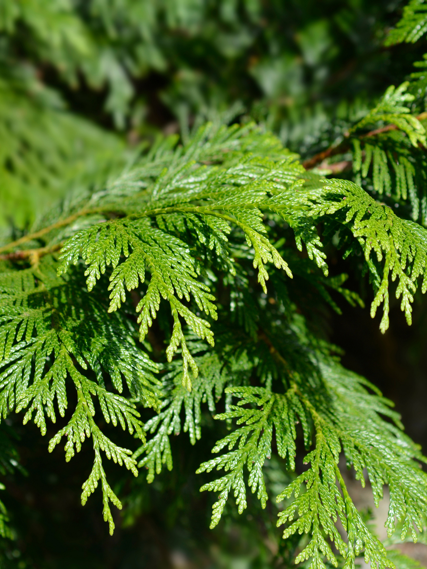 Splash Cologne "Kakuzo" JARDINS D'ÉCRIVAINS