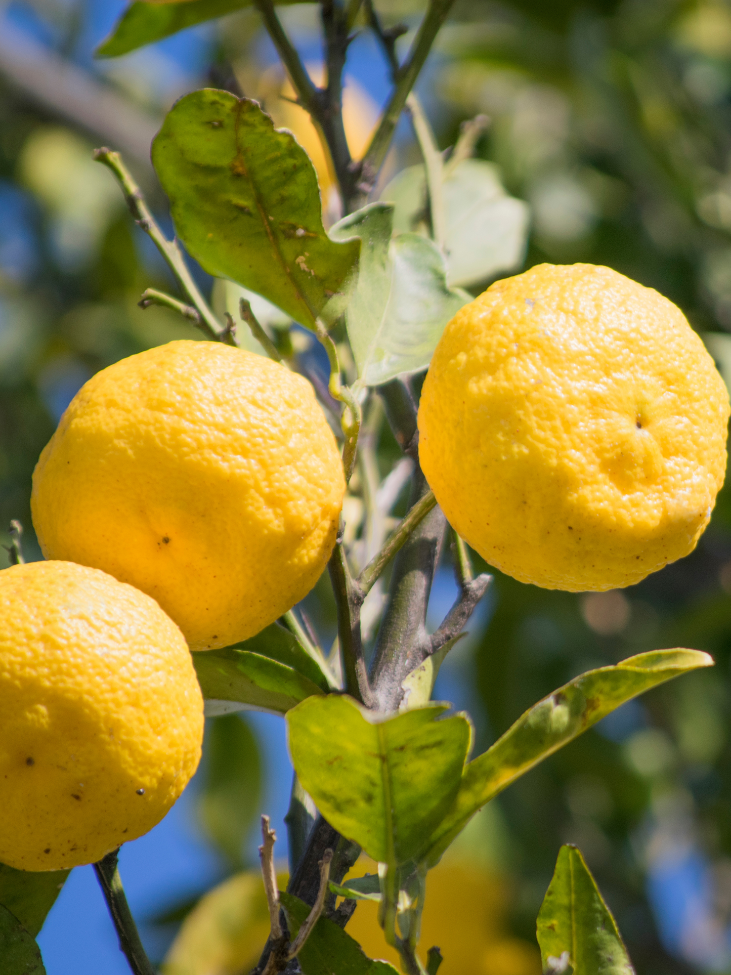 Eau de Parfum Cologne cédrat MATIÈRE PREMIÈRE