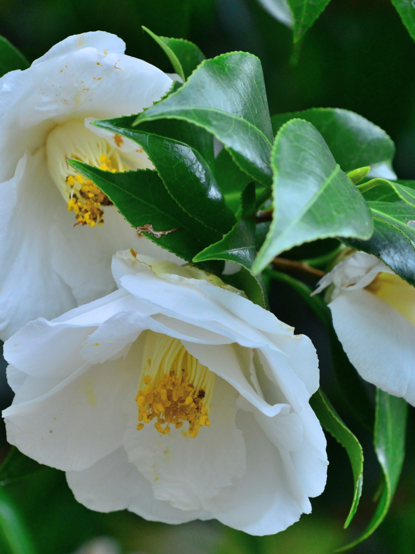 Stick solaire BEAUTY OF JOSEON