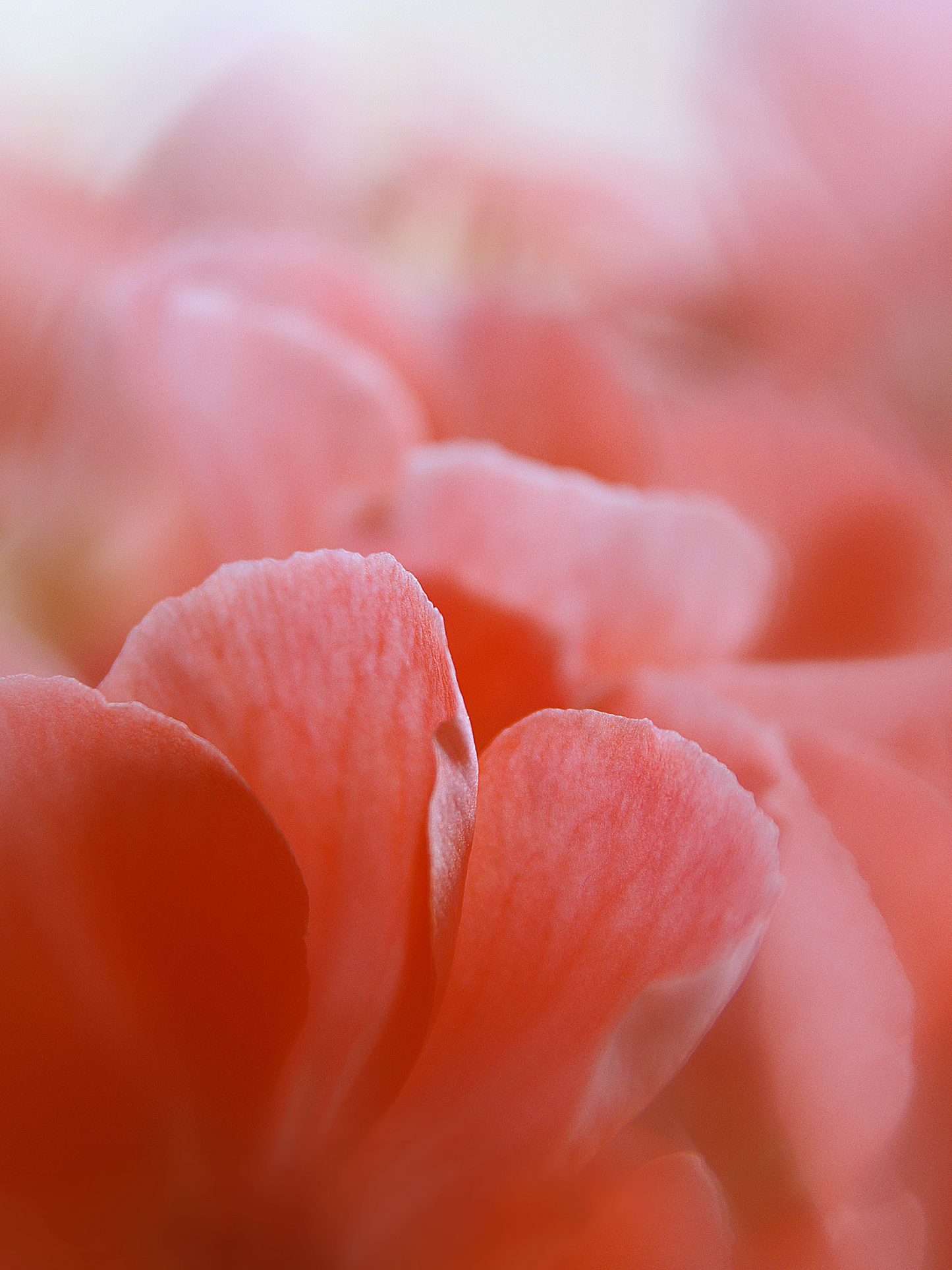 Savon solide Florae CARRIÈRE FRÈRES