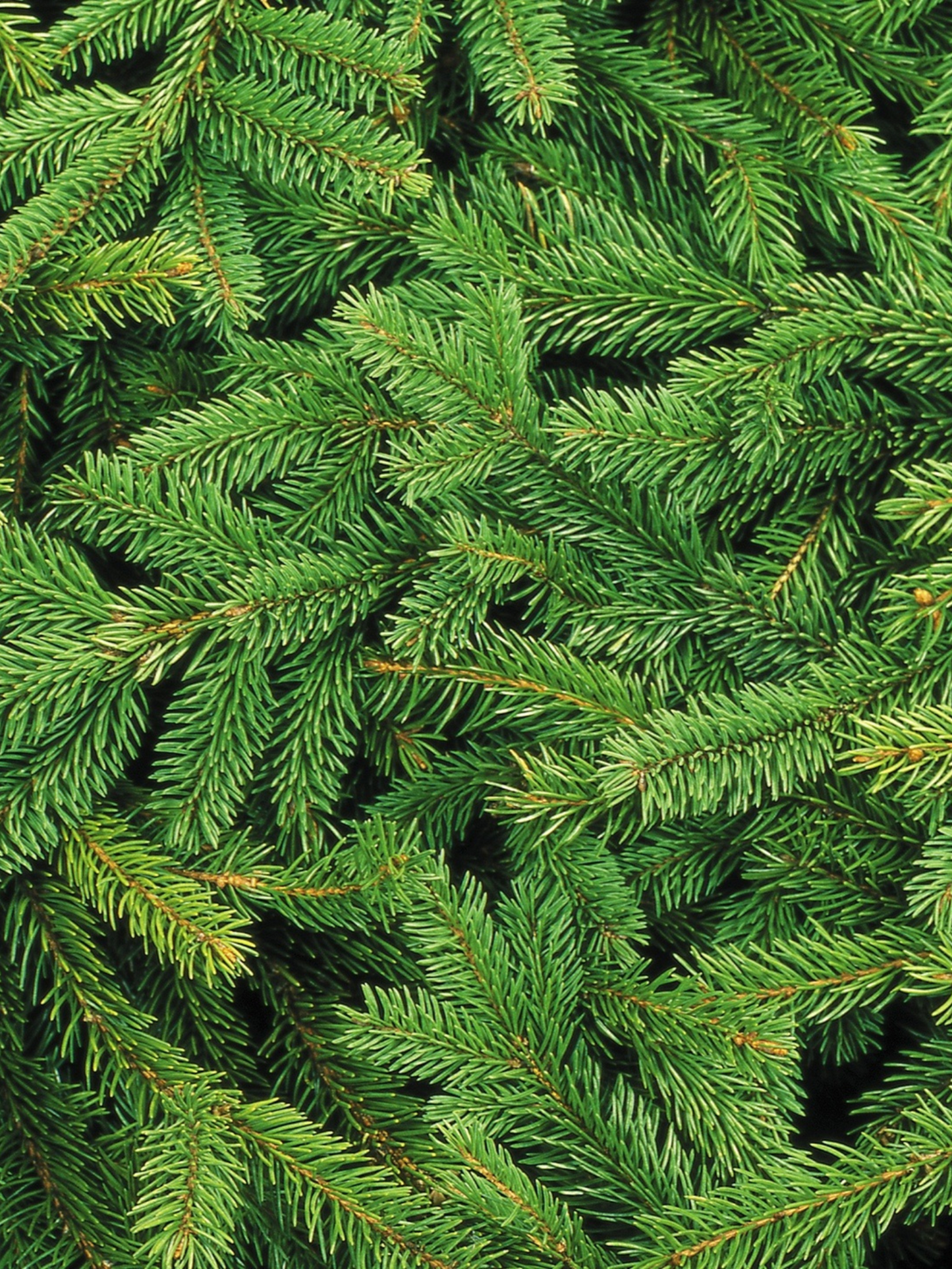 Bougie Country Home FRÉDÉRIC MALLE