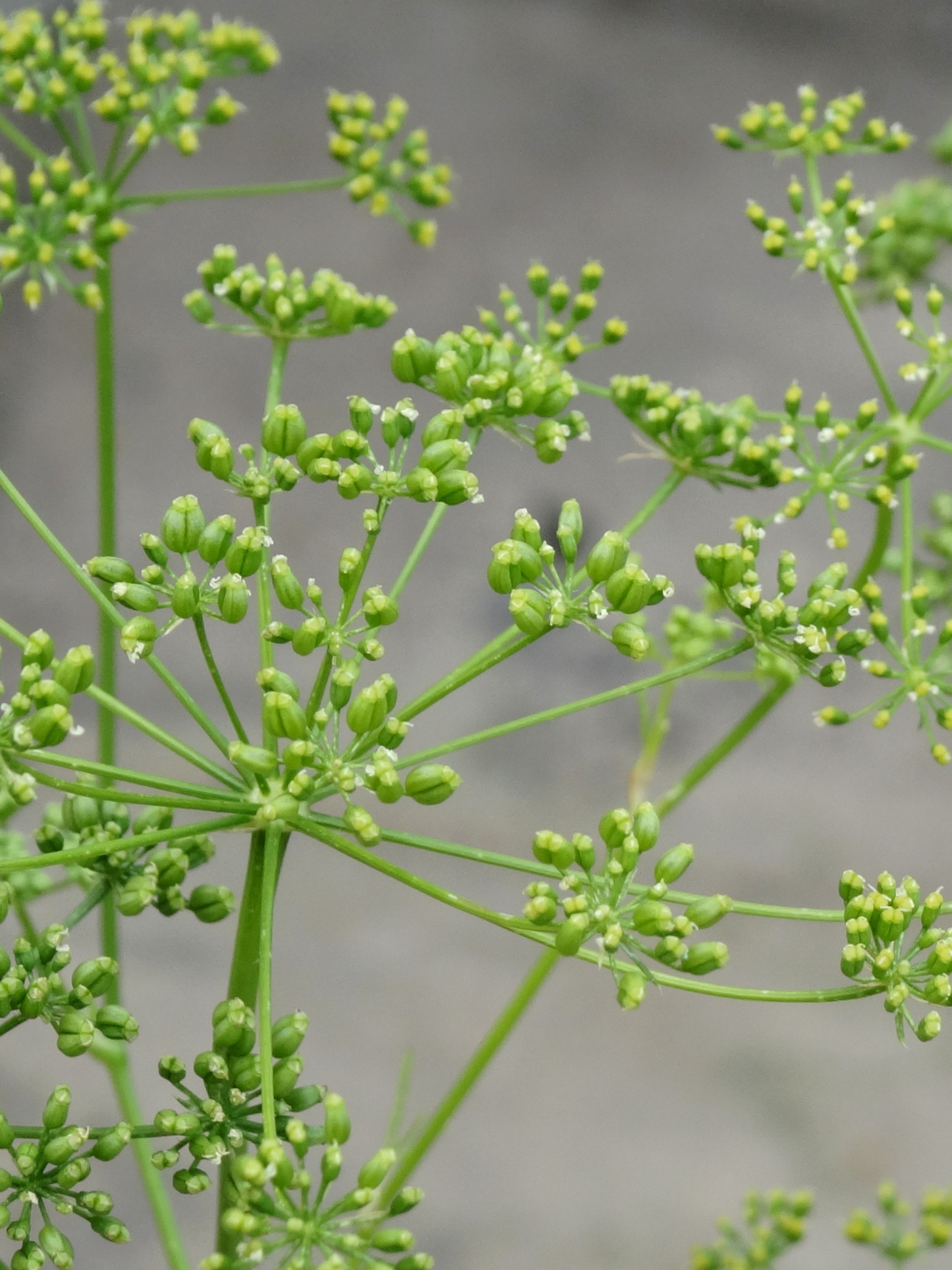 Sérum Anti-Oxydant Visage AESOP