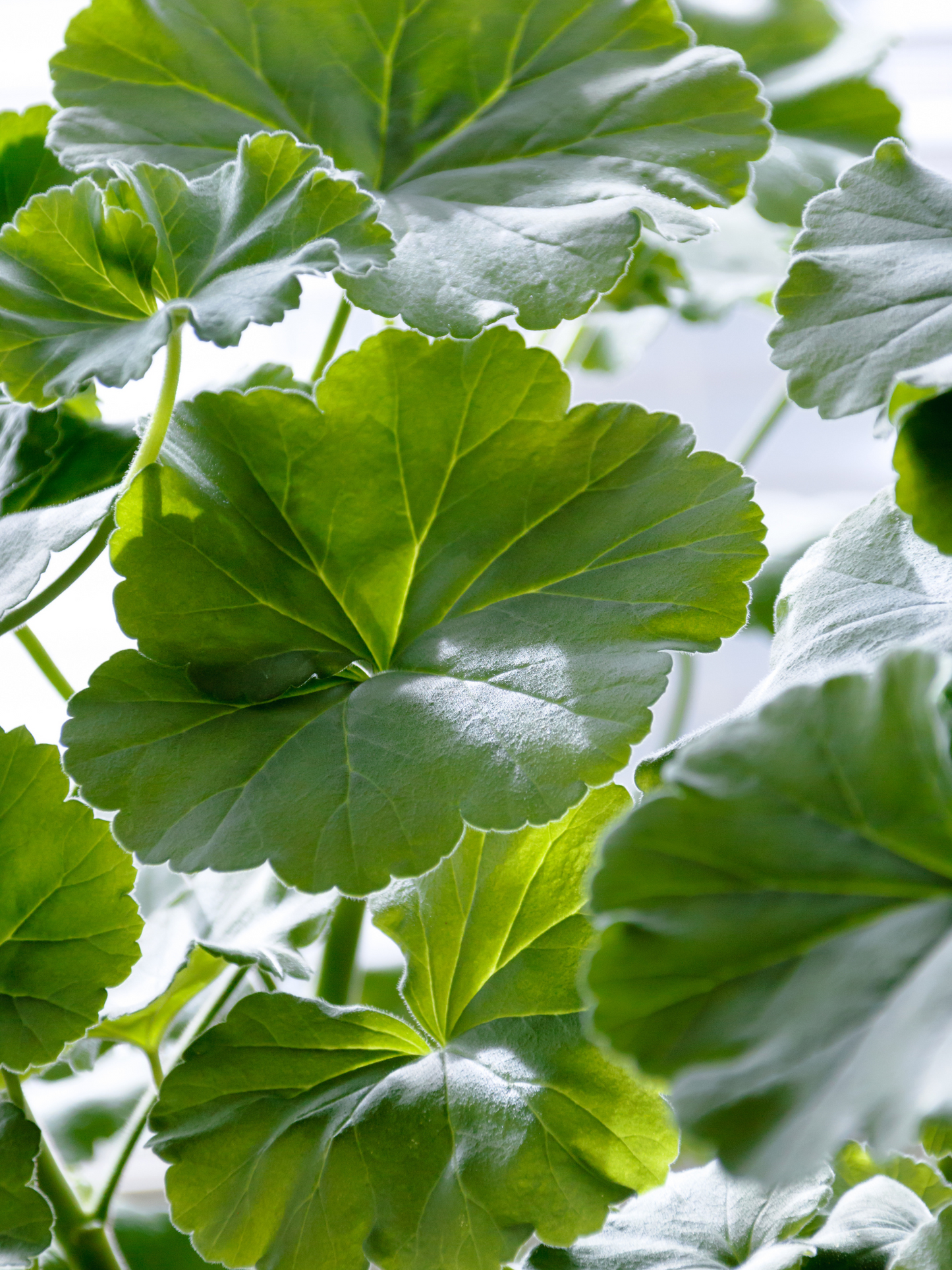 Gel Nettoyant Feuilles de Géranium AESOP