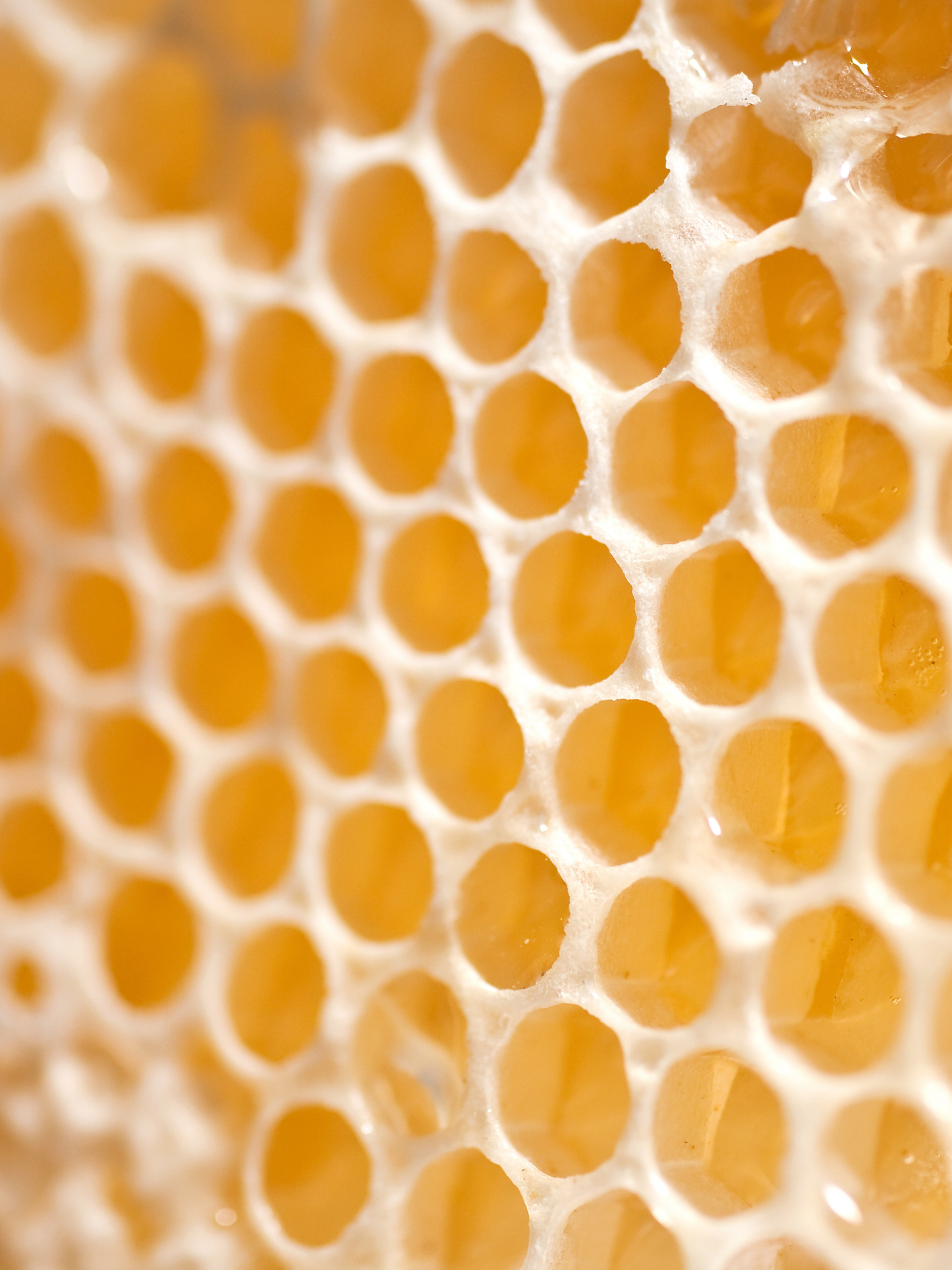 Sérum Booster Régénérant NUCCA