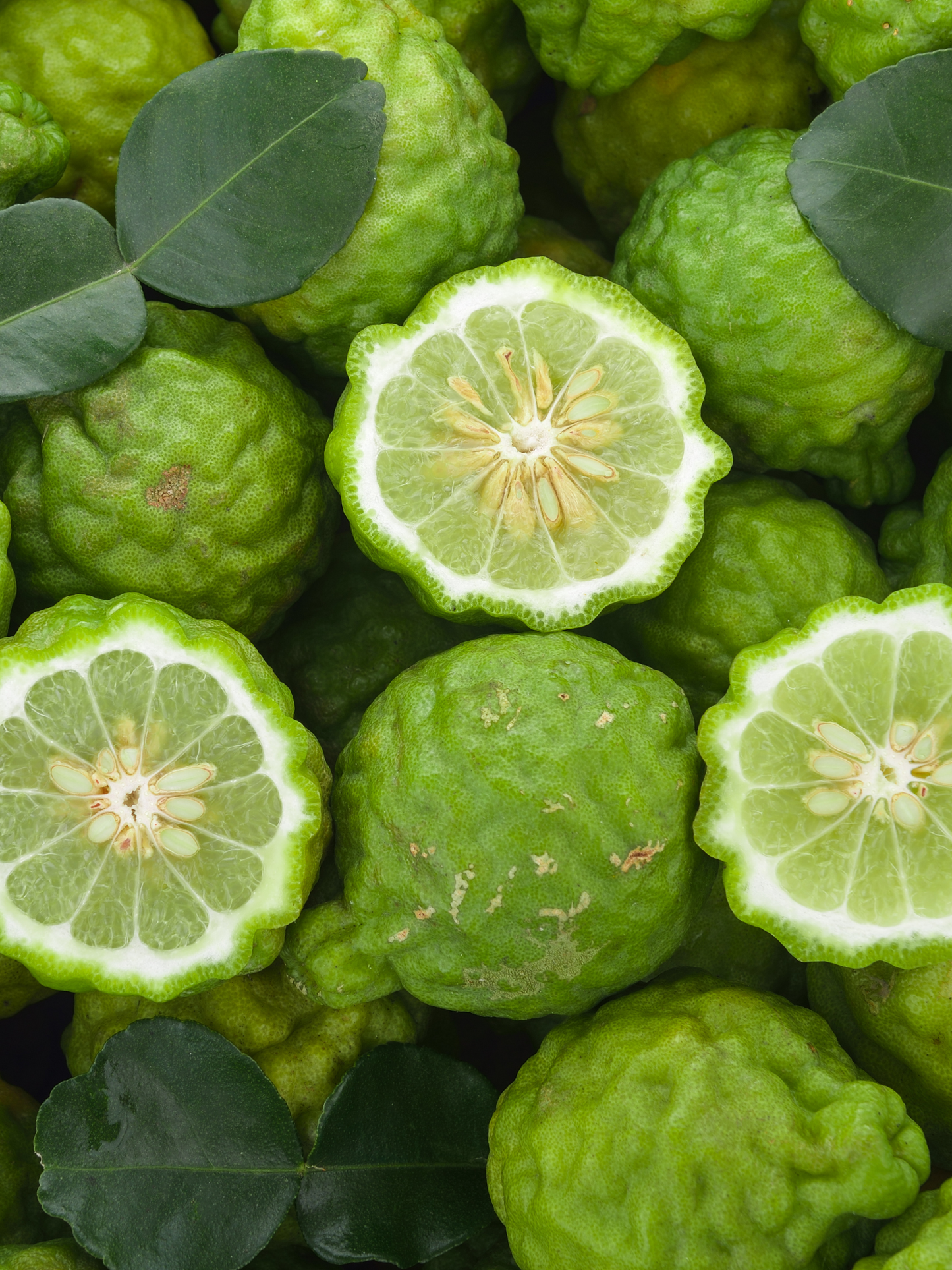 Savon solide Bosci CARRIÈRE FRÈRES