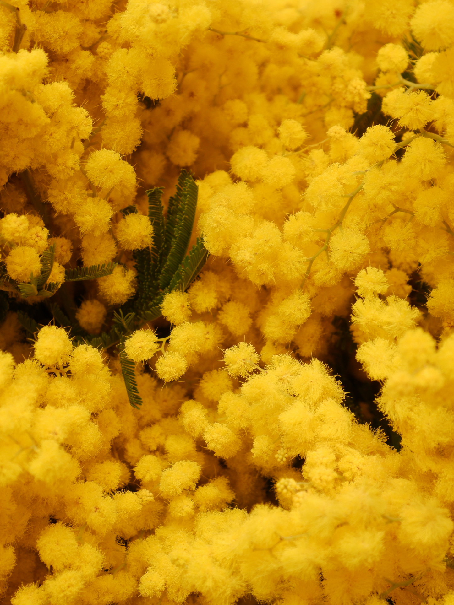 Bougie Mimosa DIPTYQUE