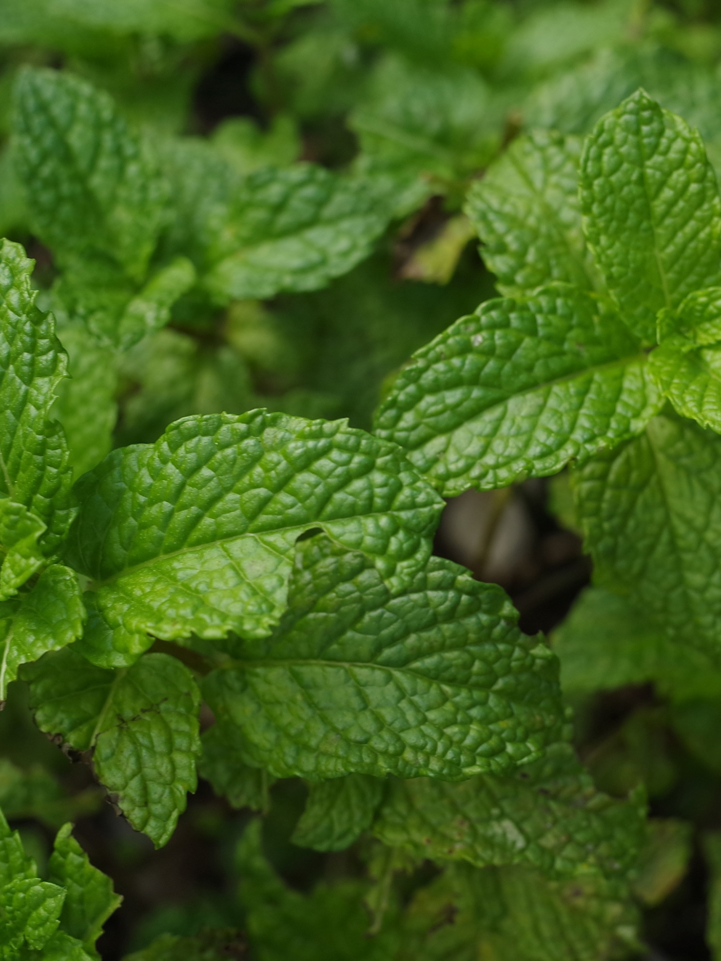 Vaporisateur Menthe Verte CARRIÈRE FRÈRES