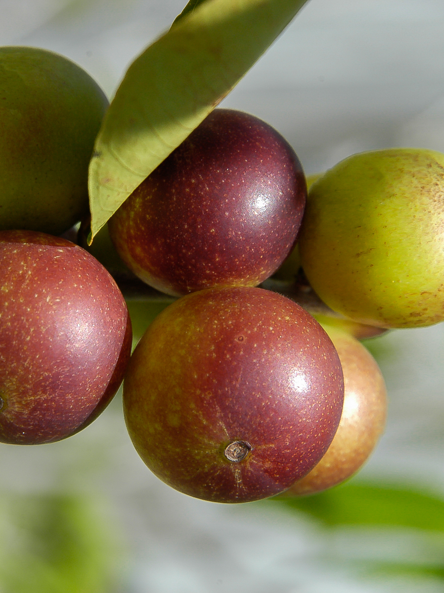 Shampoing bouclier couleur aux baies de Camu-Camu CHRISTOPHE ROBIN